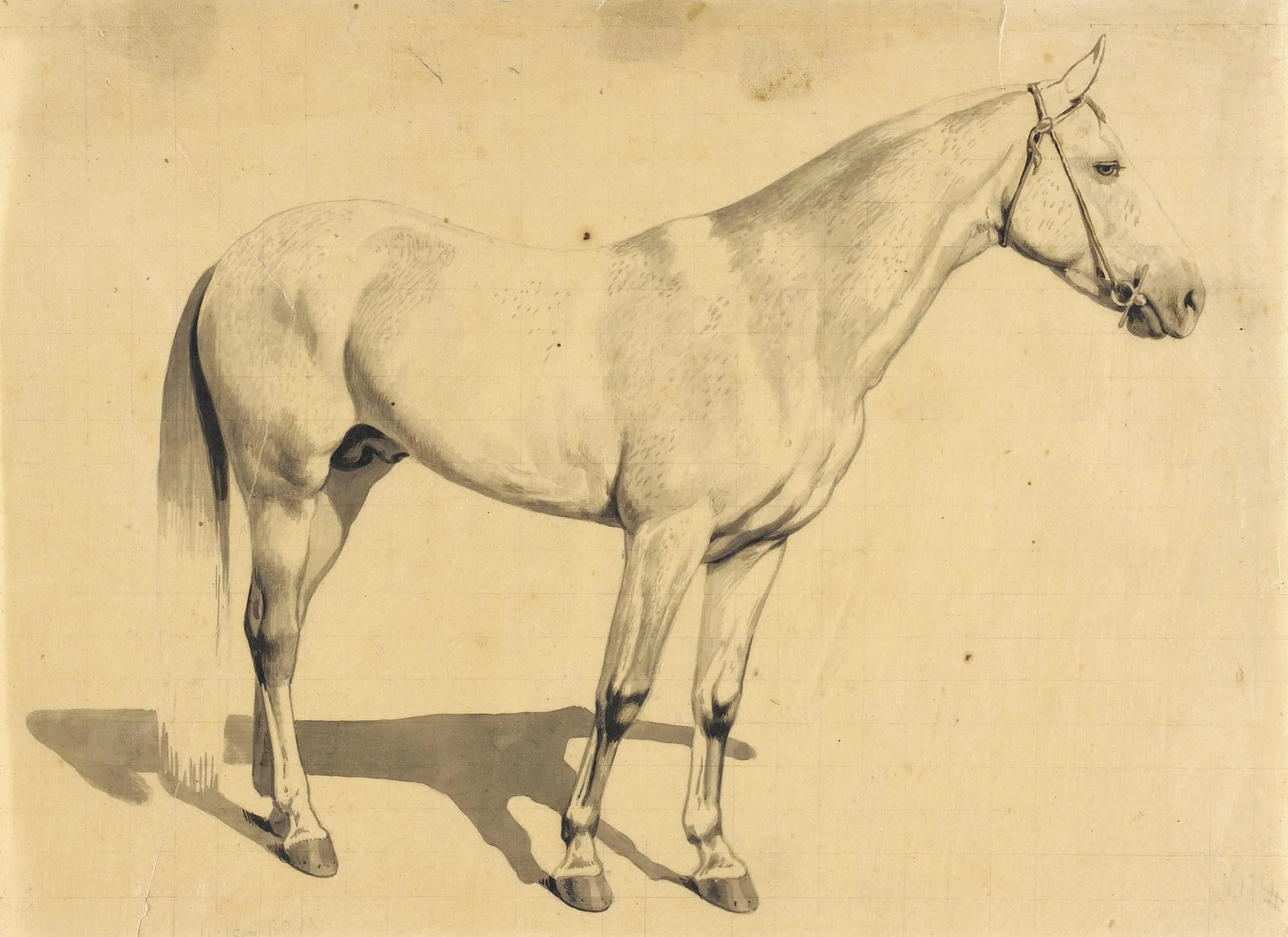 Horse-Grey