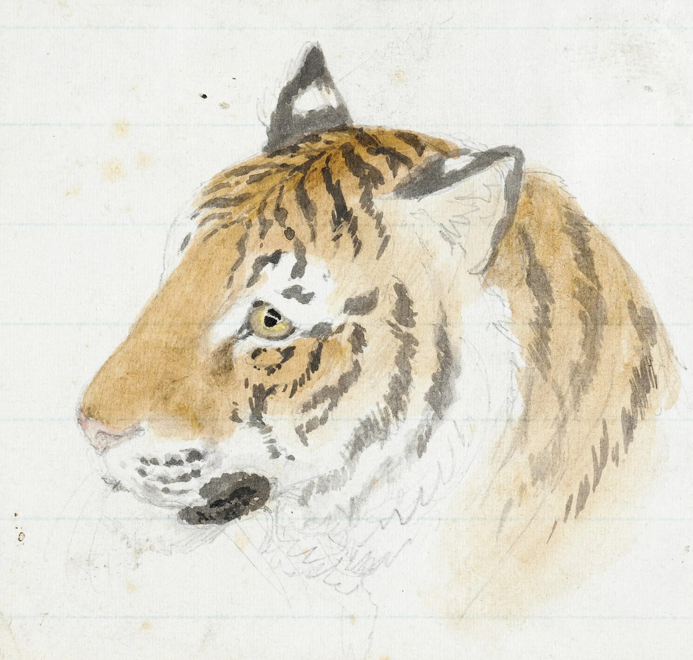 Tiger's Head