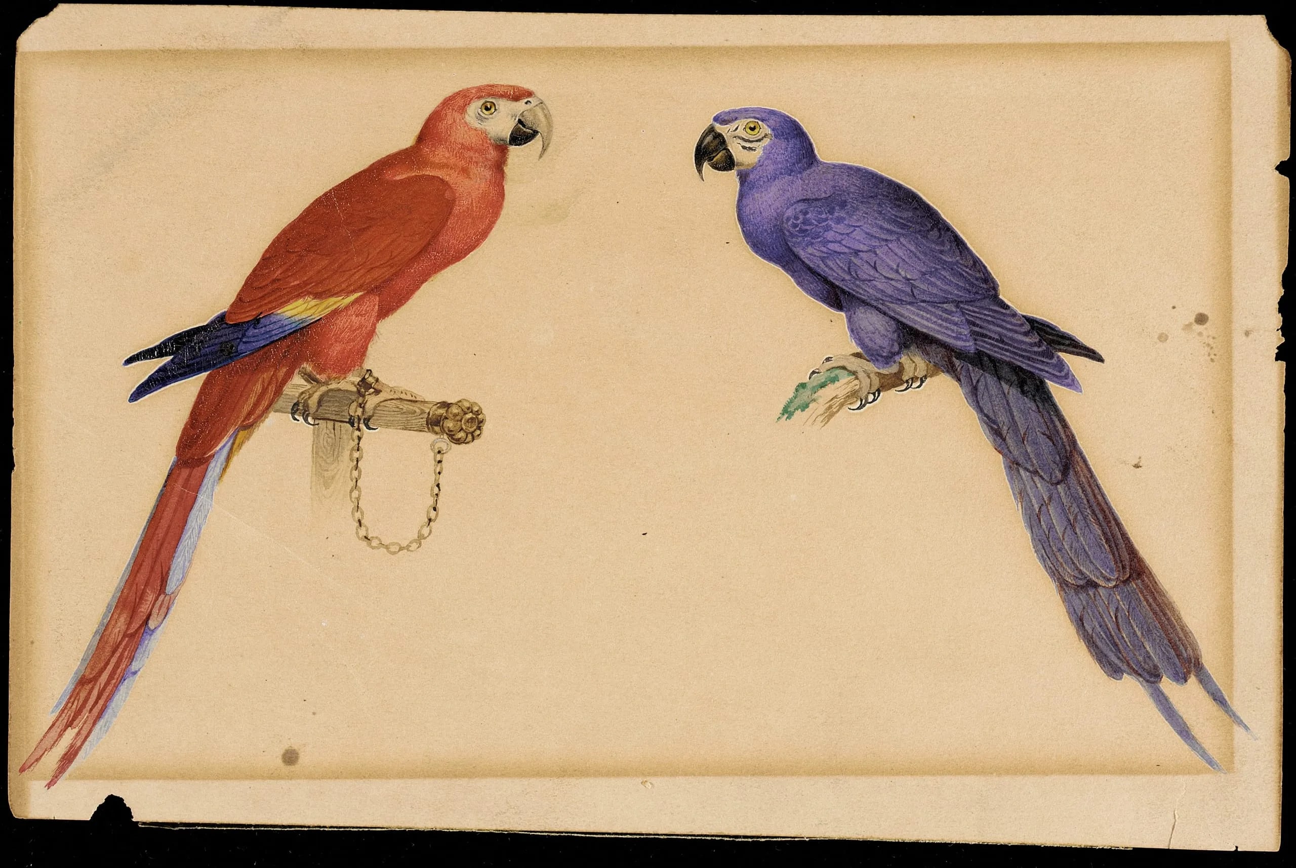 Macaws, Red and Blue
