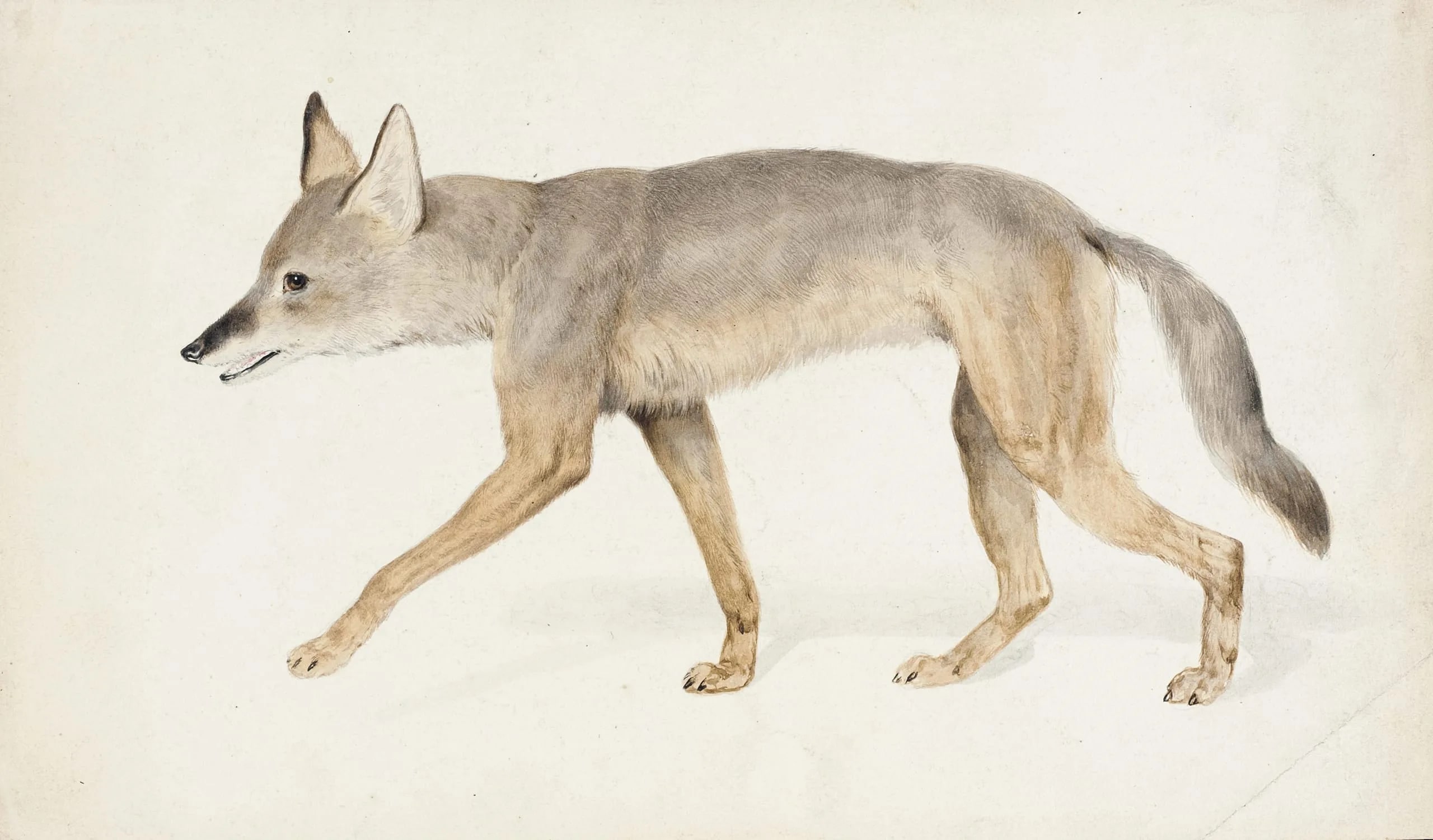Coyote