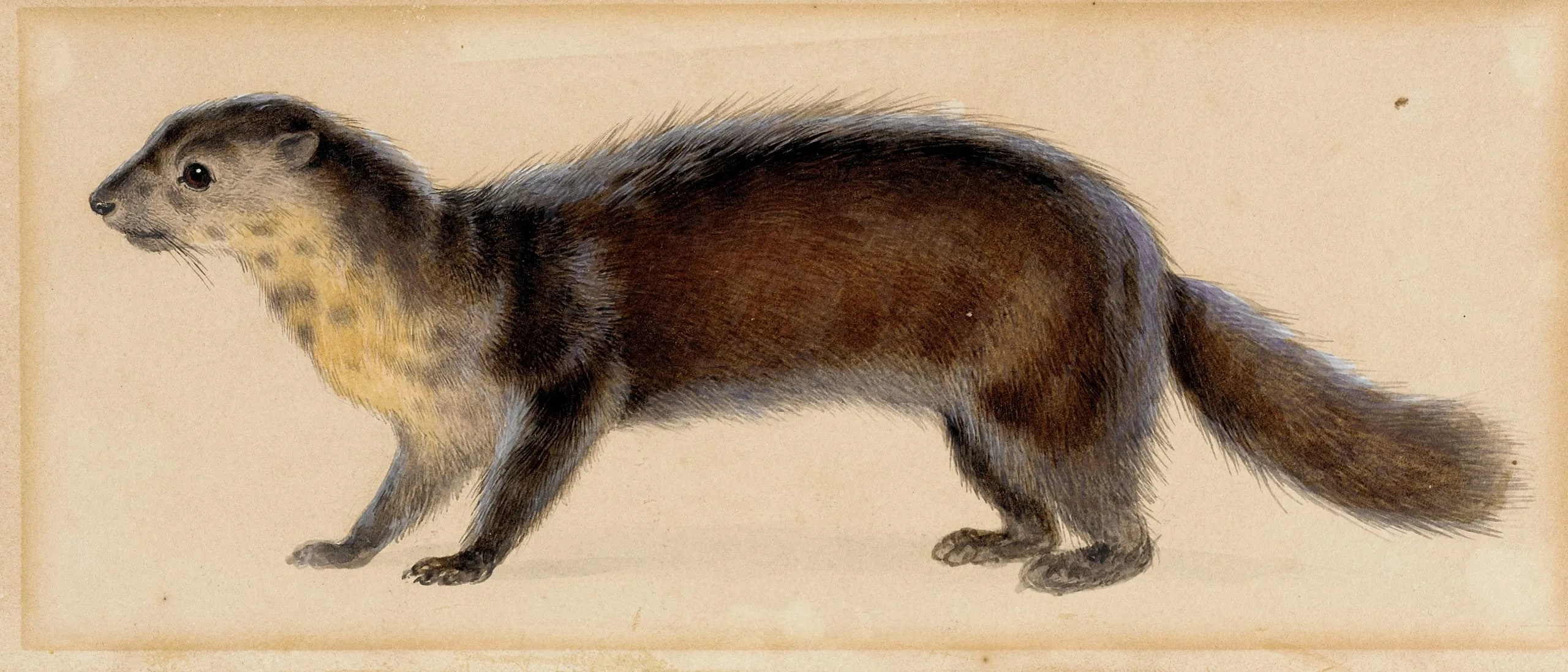 California Martin