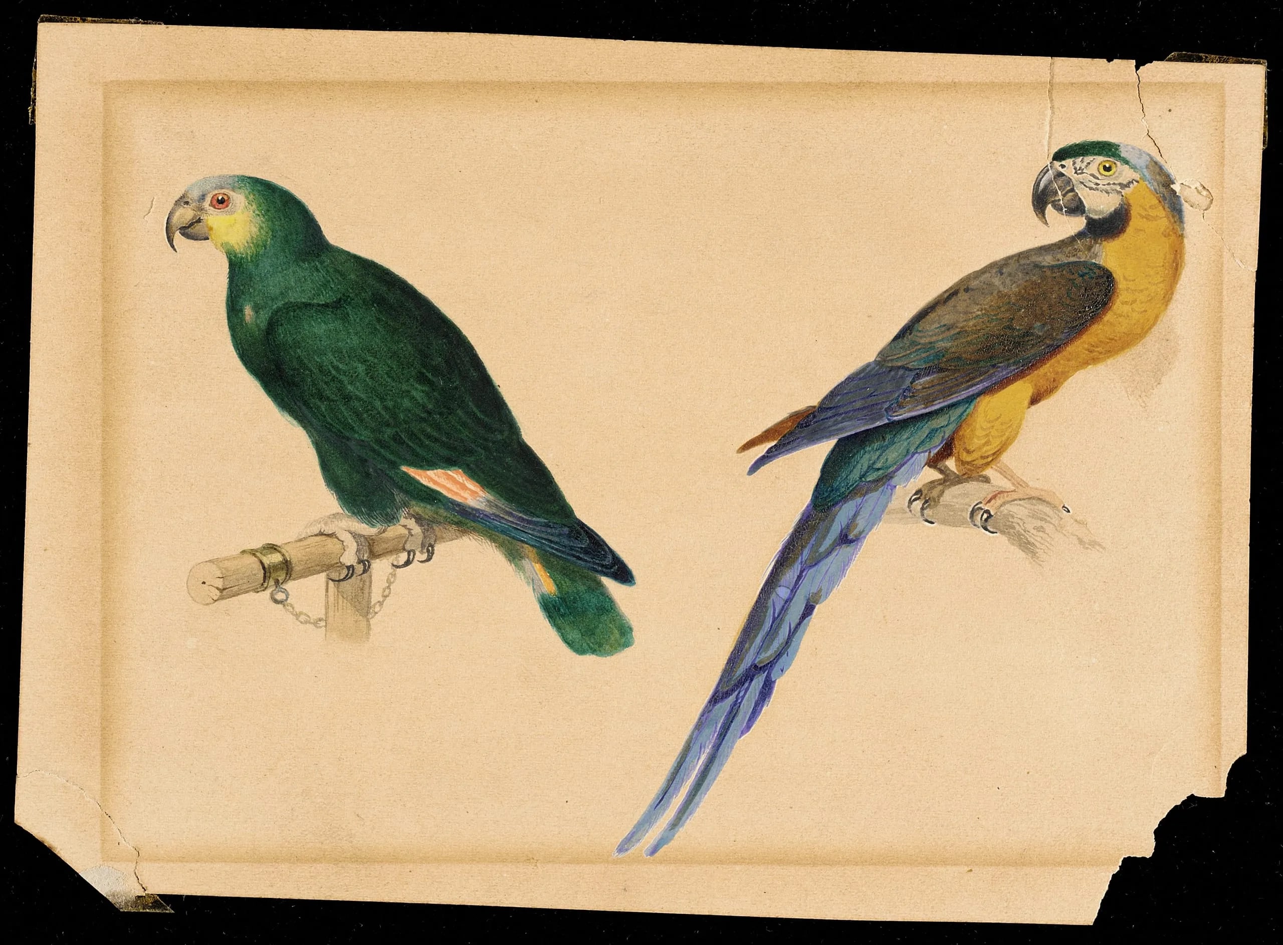 Green Parrott and Blue and Gold Macaw