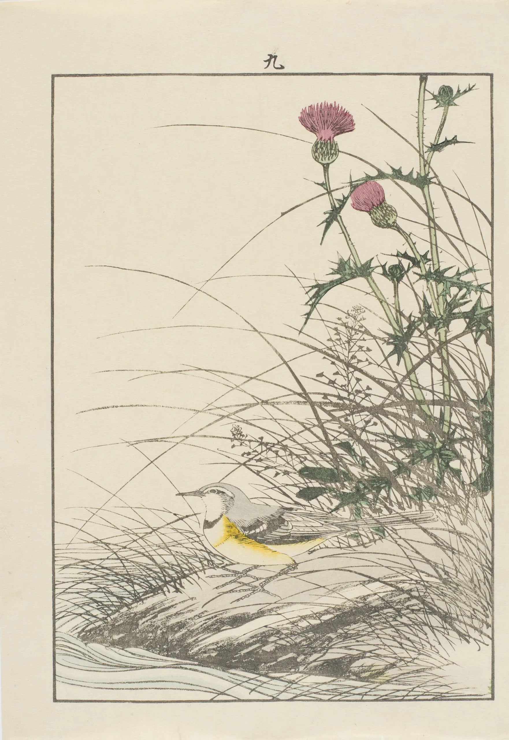 Wild Thistle and Gray Wagtail