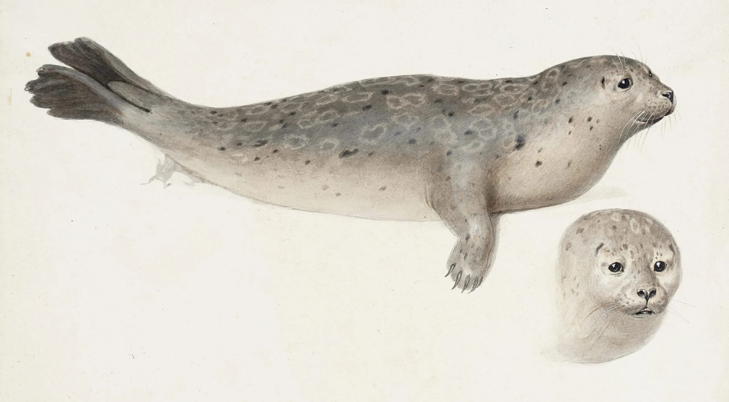 Leopard Seal and Head