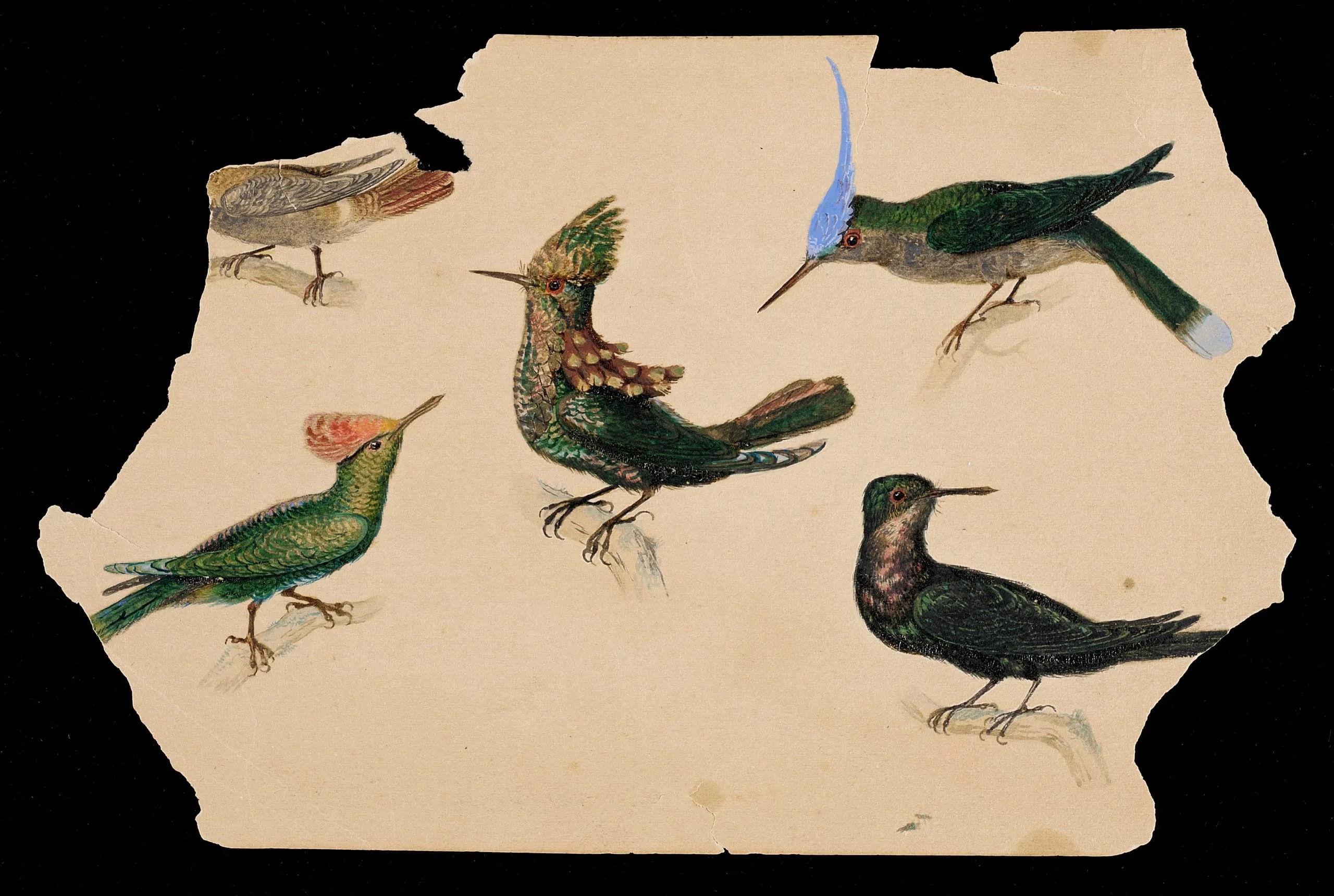 Hummingbirds