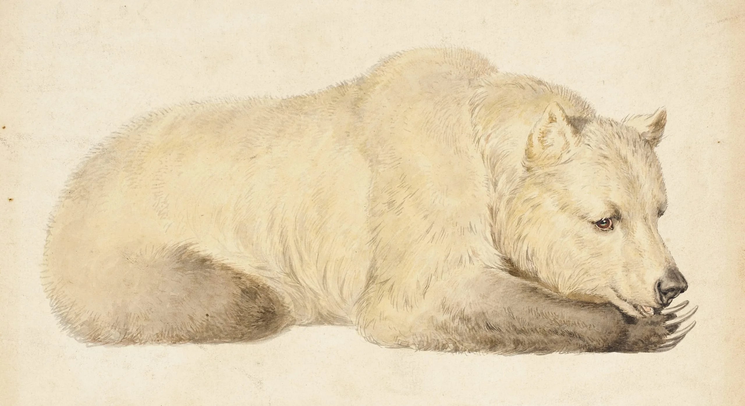 Golden Grizzly