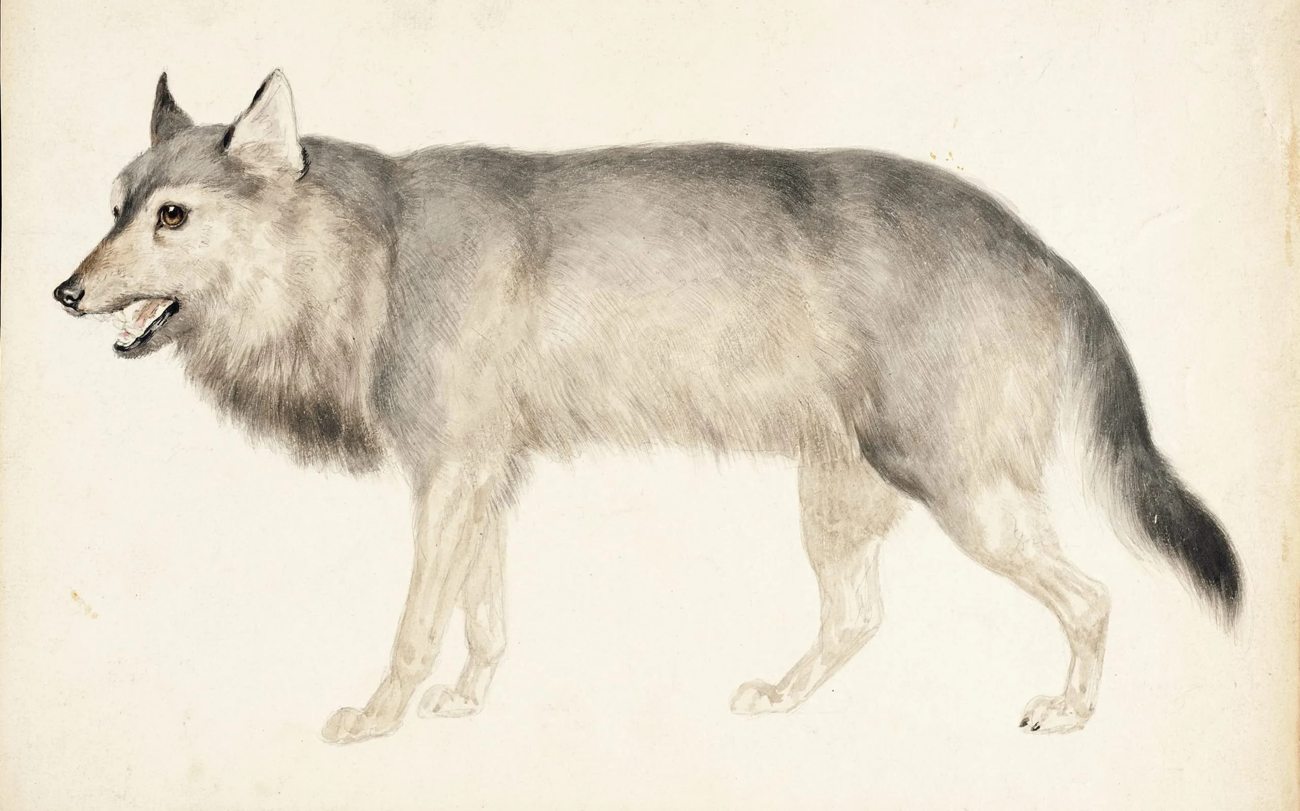 Wolf/Lobo