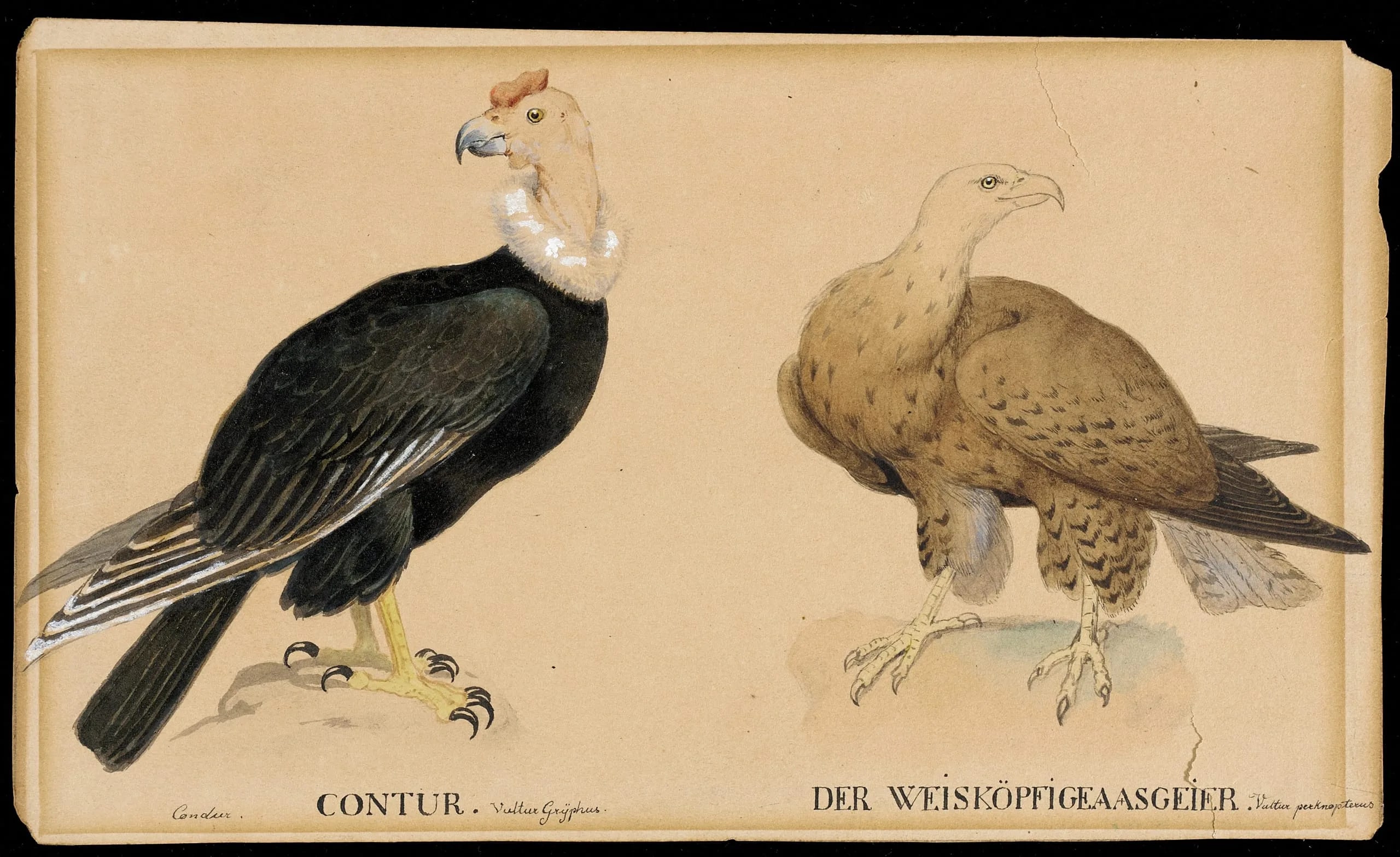 Two Birds