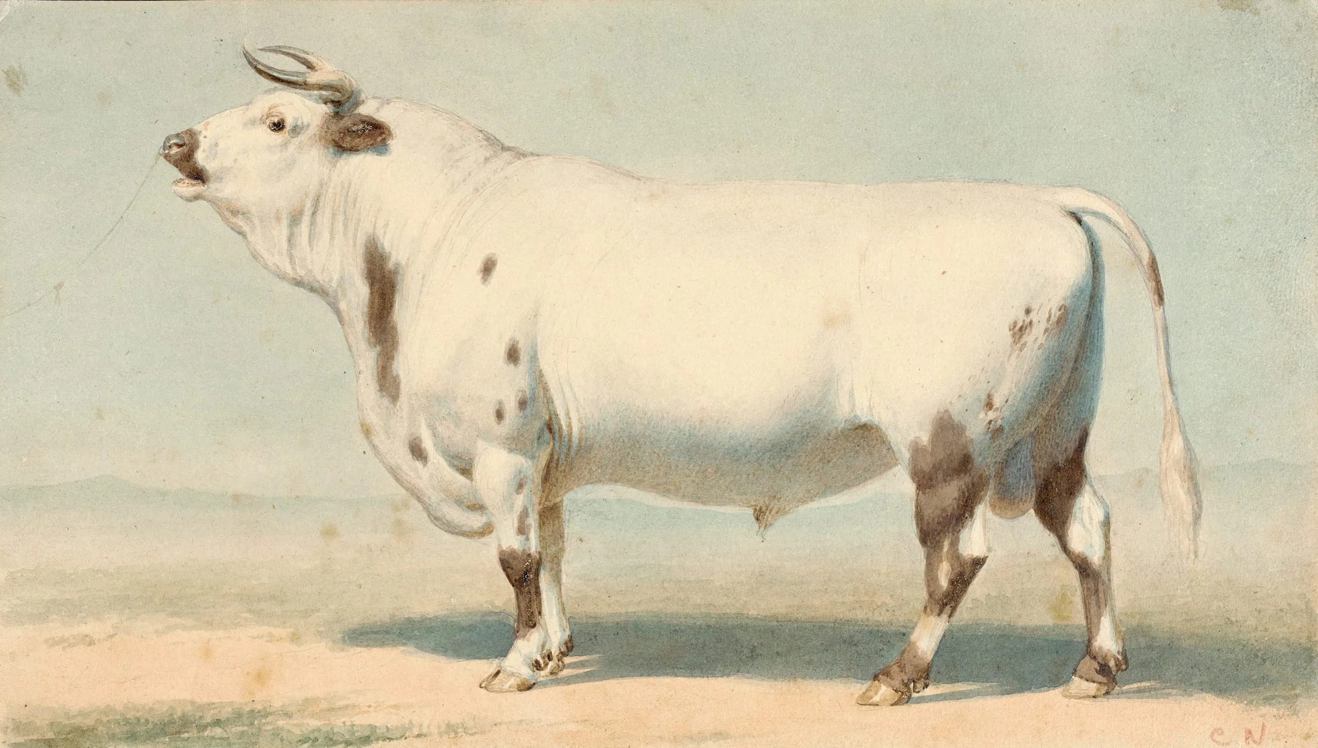 Bull