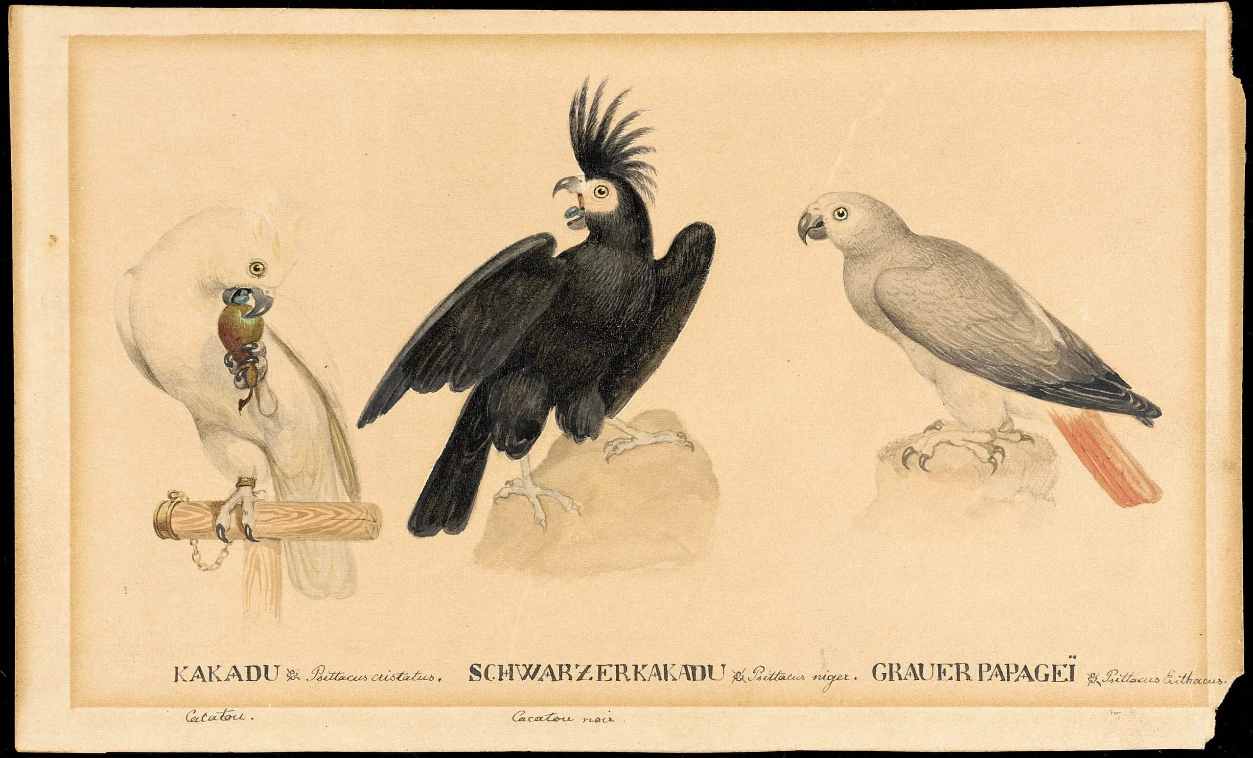 Three Birds