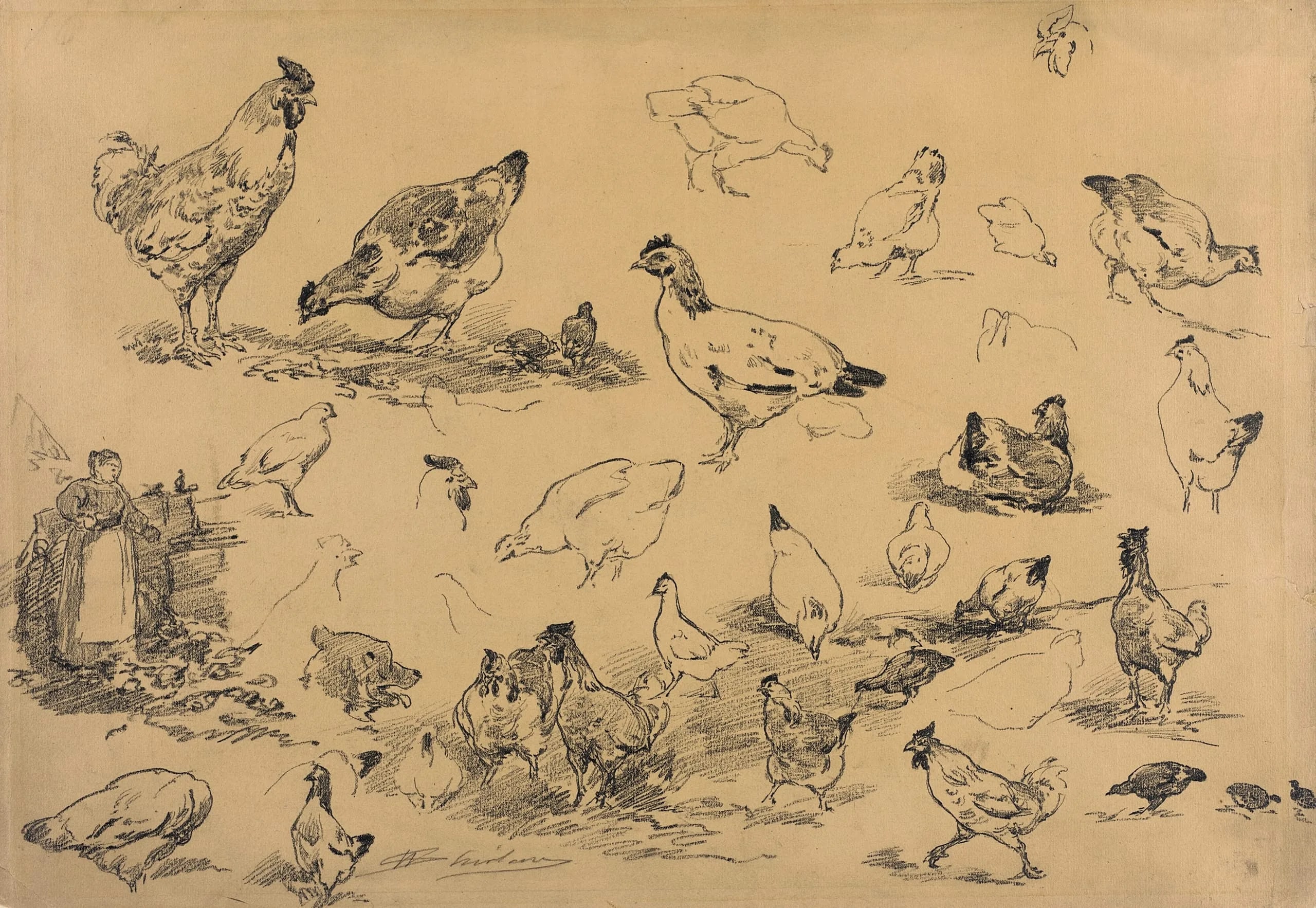 Sheet of Animal Studies