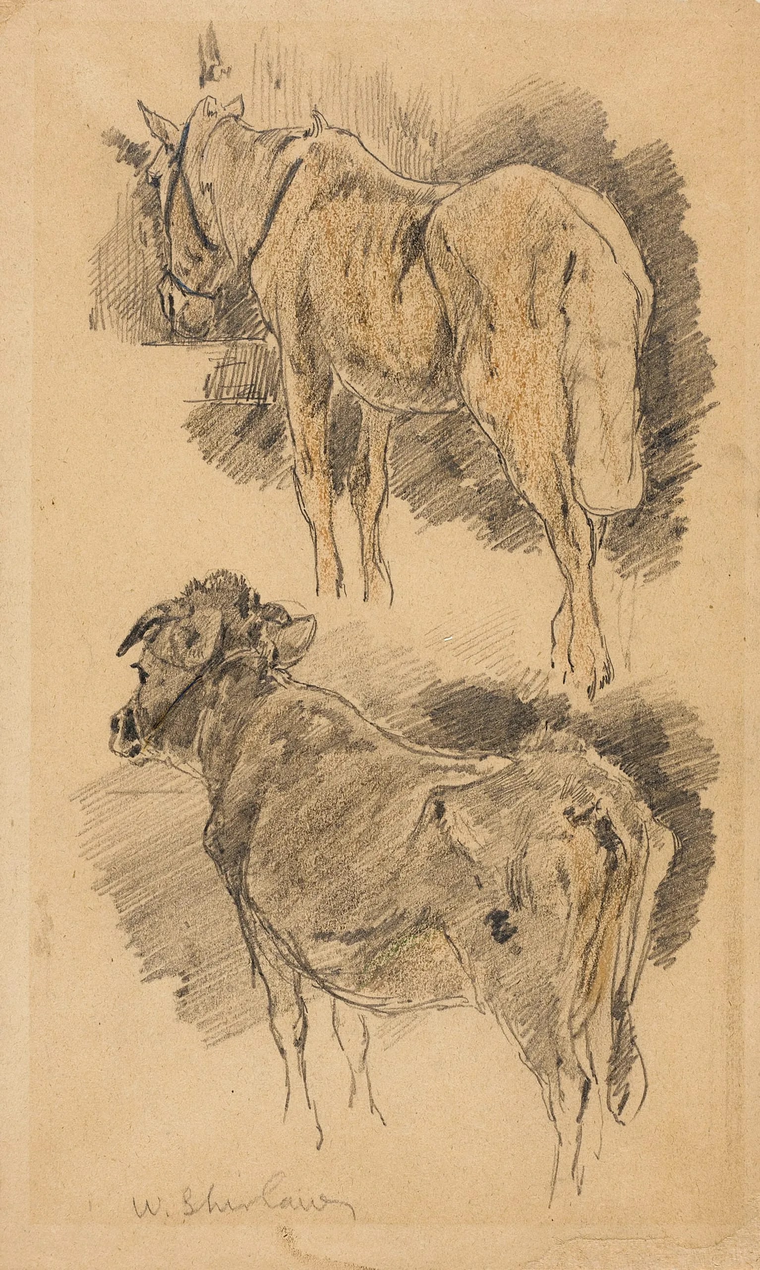 Study of a Horse and Cow