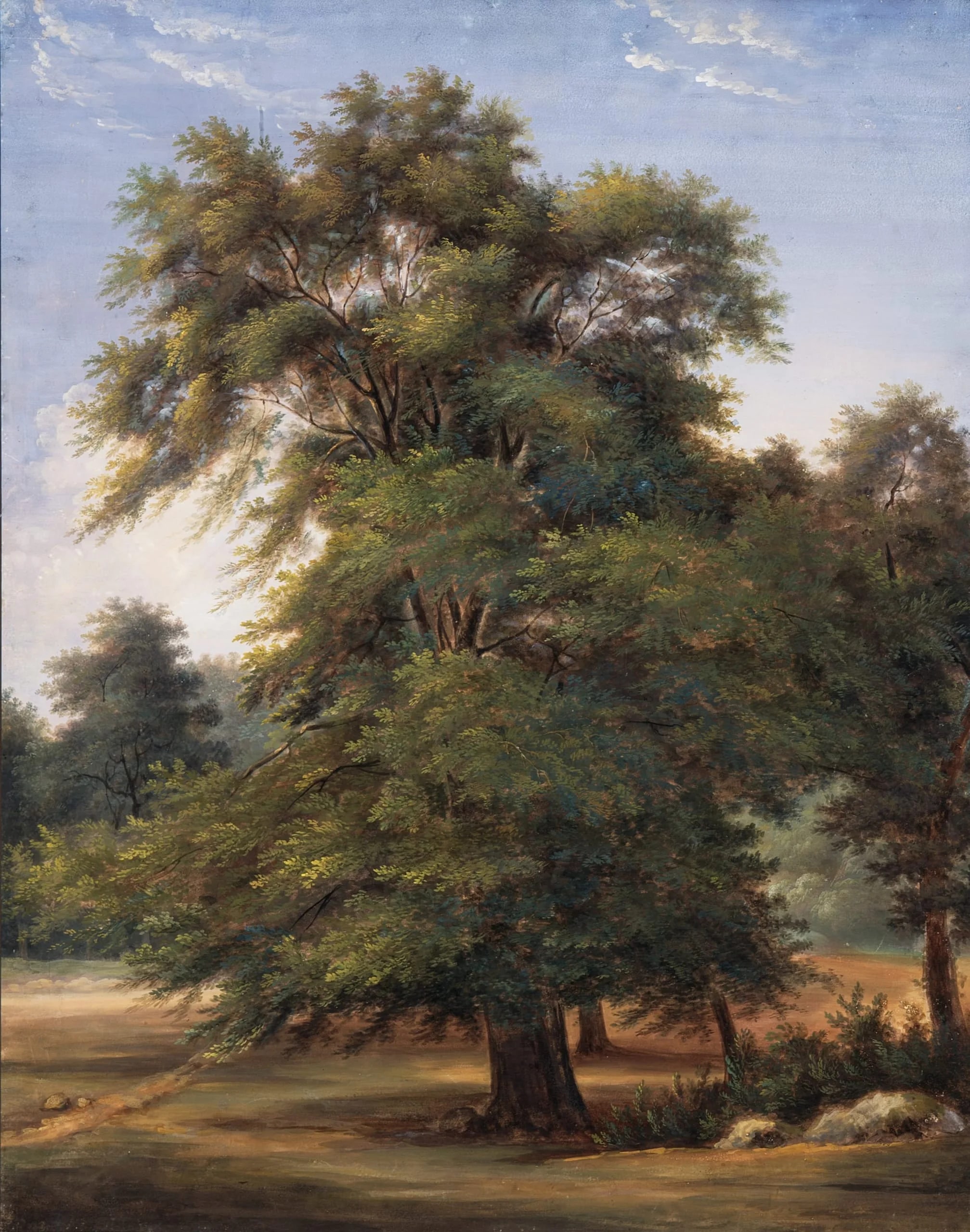 Study of a Tree