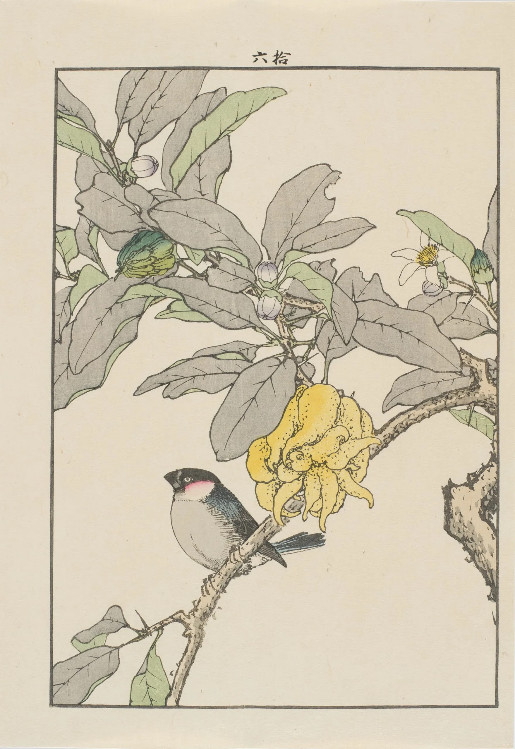 Fingered Citron and Bullfinch