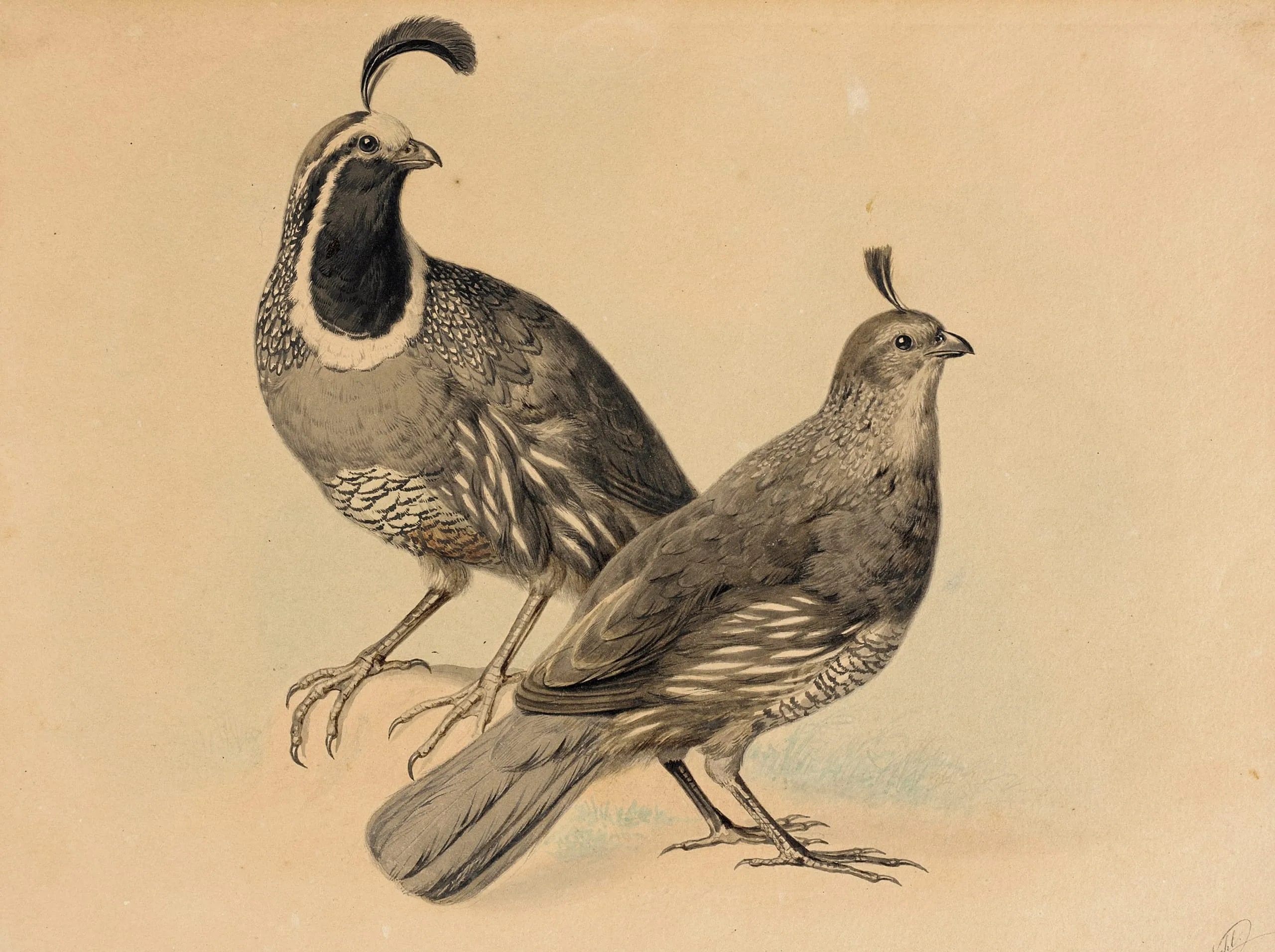 Gamble Quail