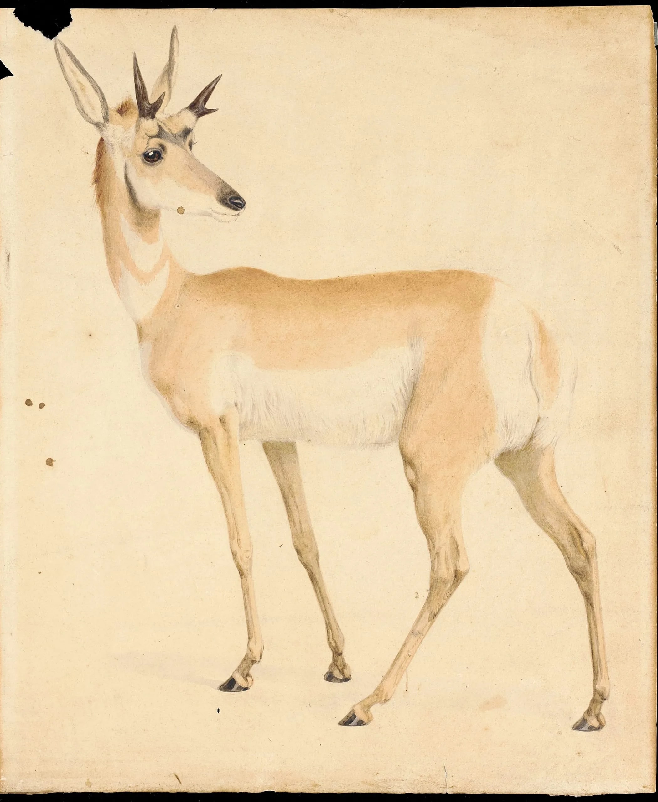 Standing Antelope
