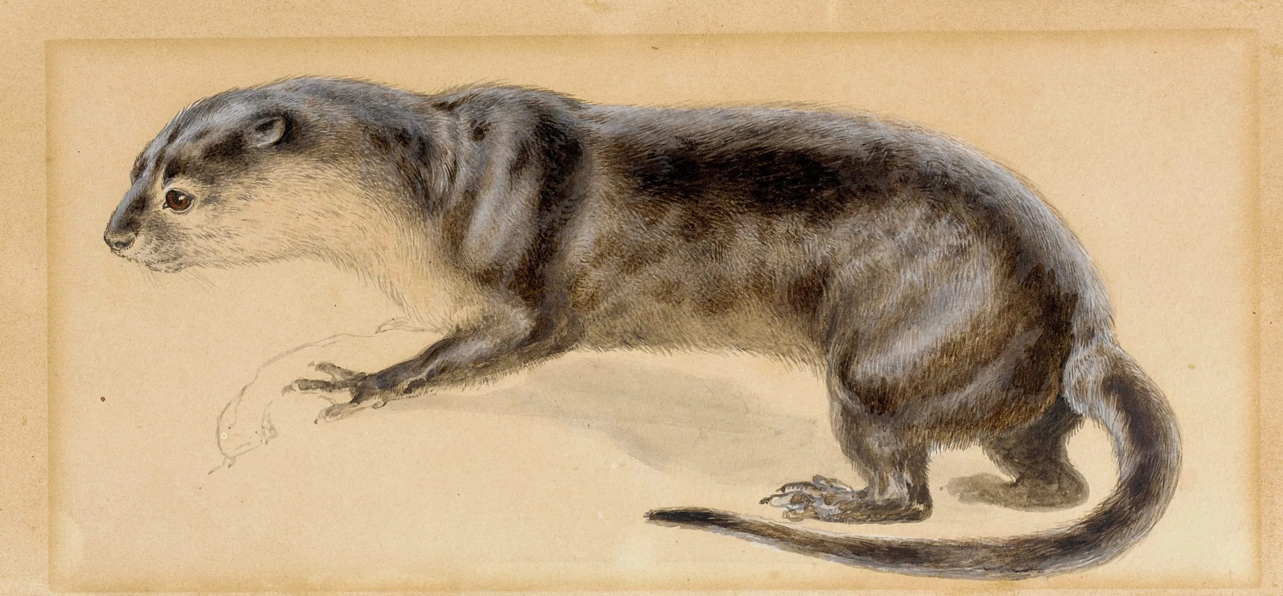 California Martin
