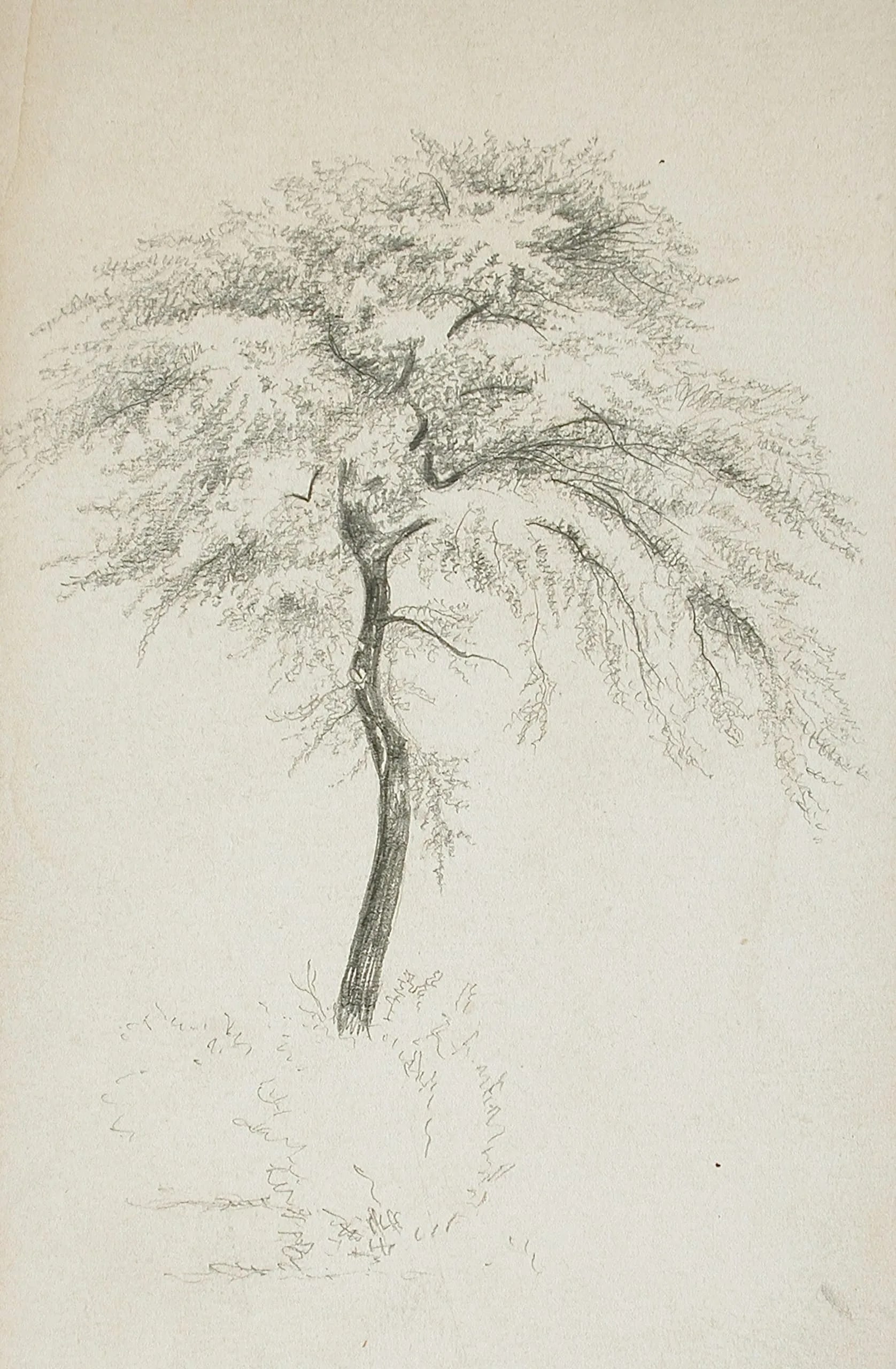 Tree Study