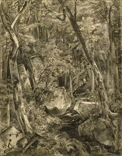 Woodland Interior