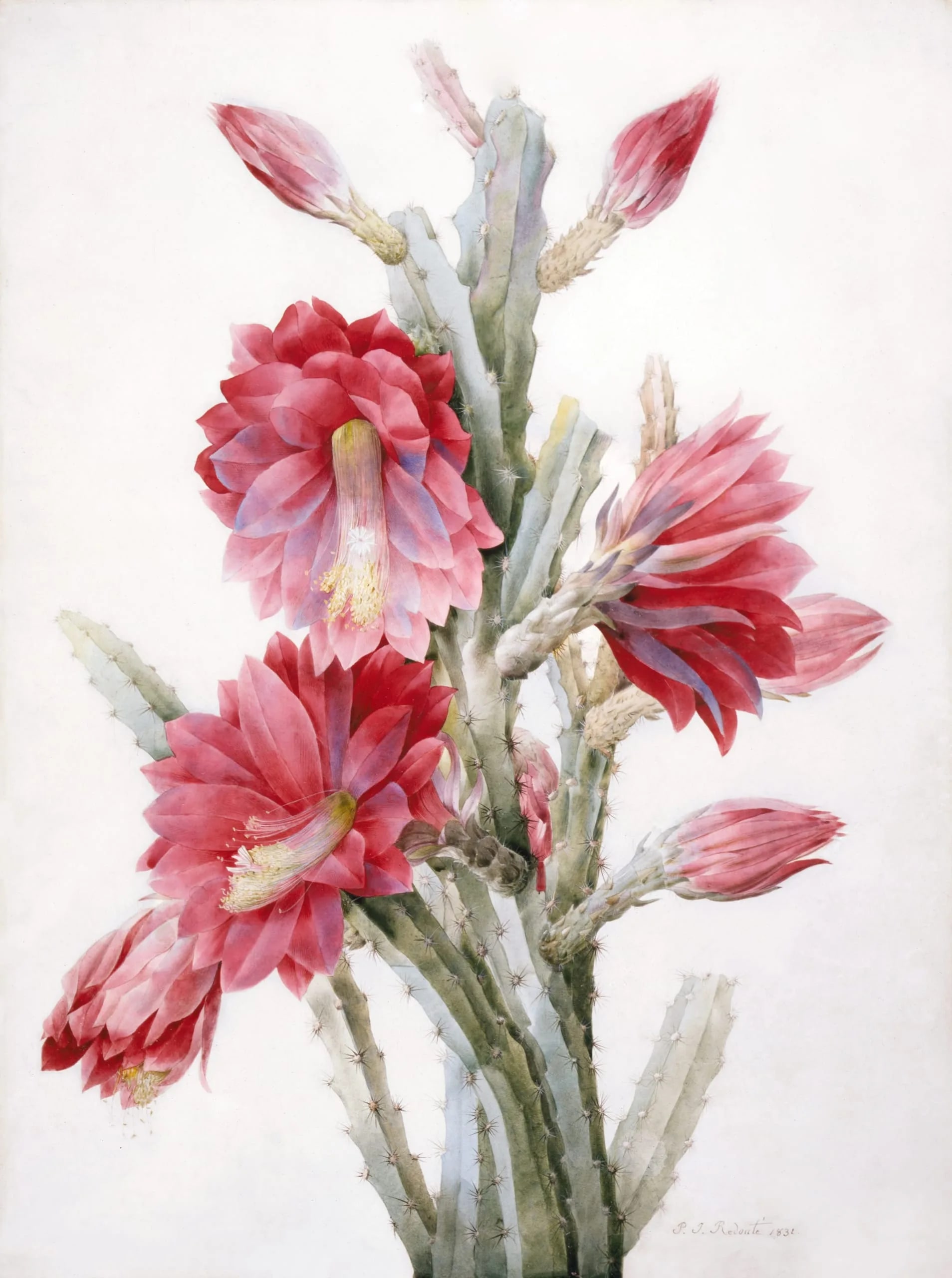 A Flowering Cactus:  Heliocereus Speciosus