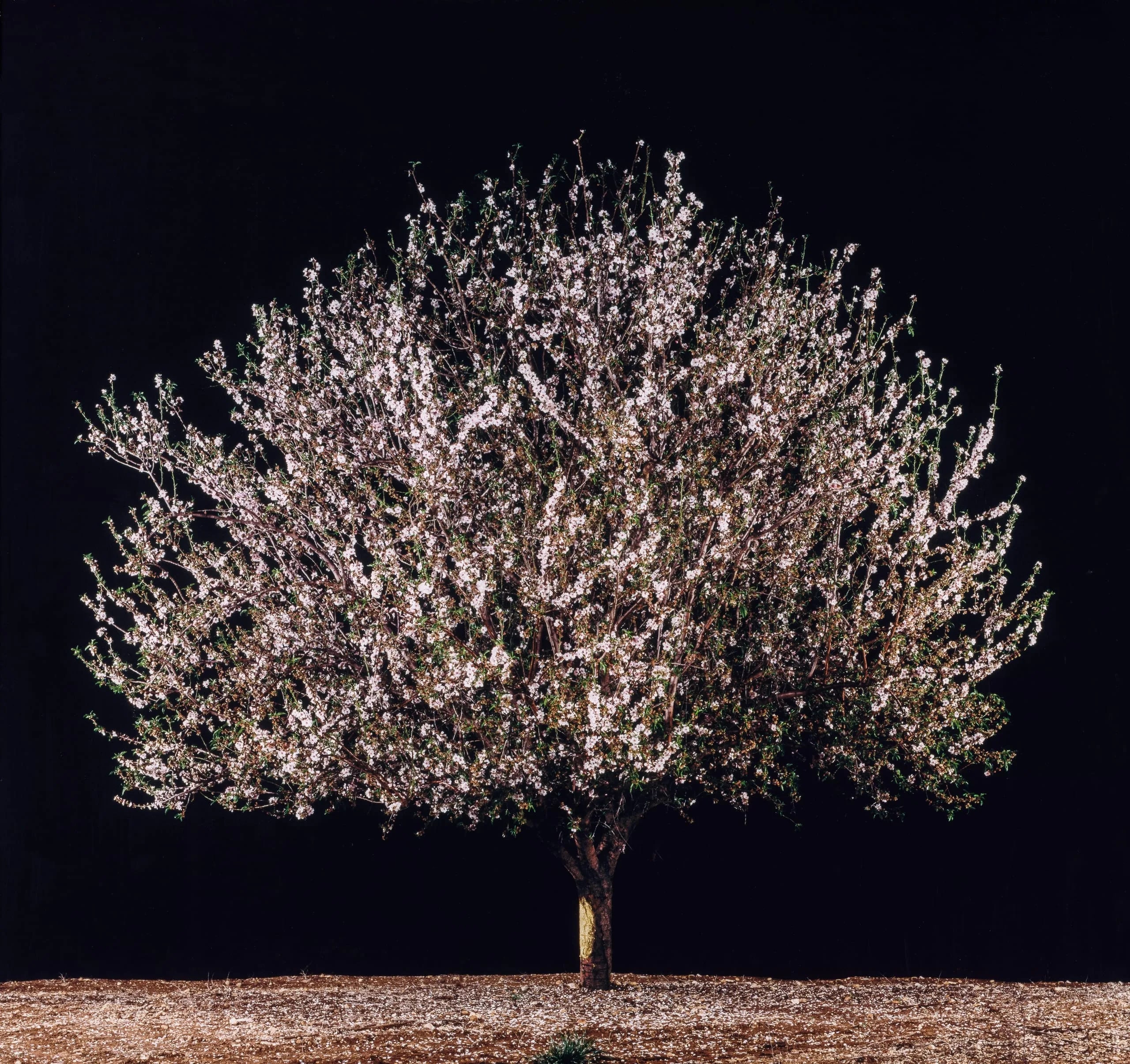 Shaked (Almond)