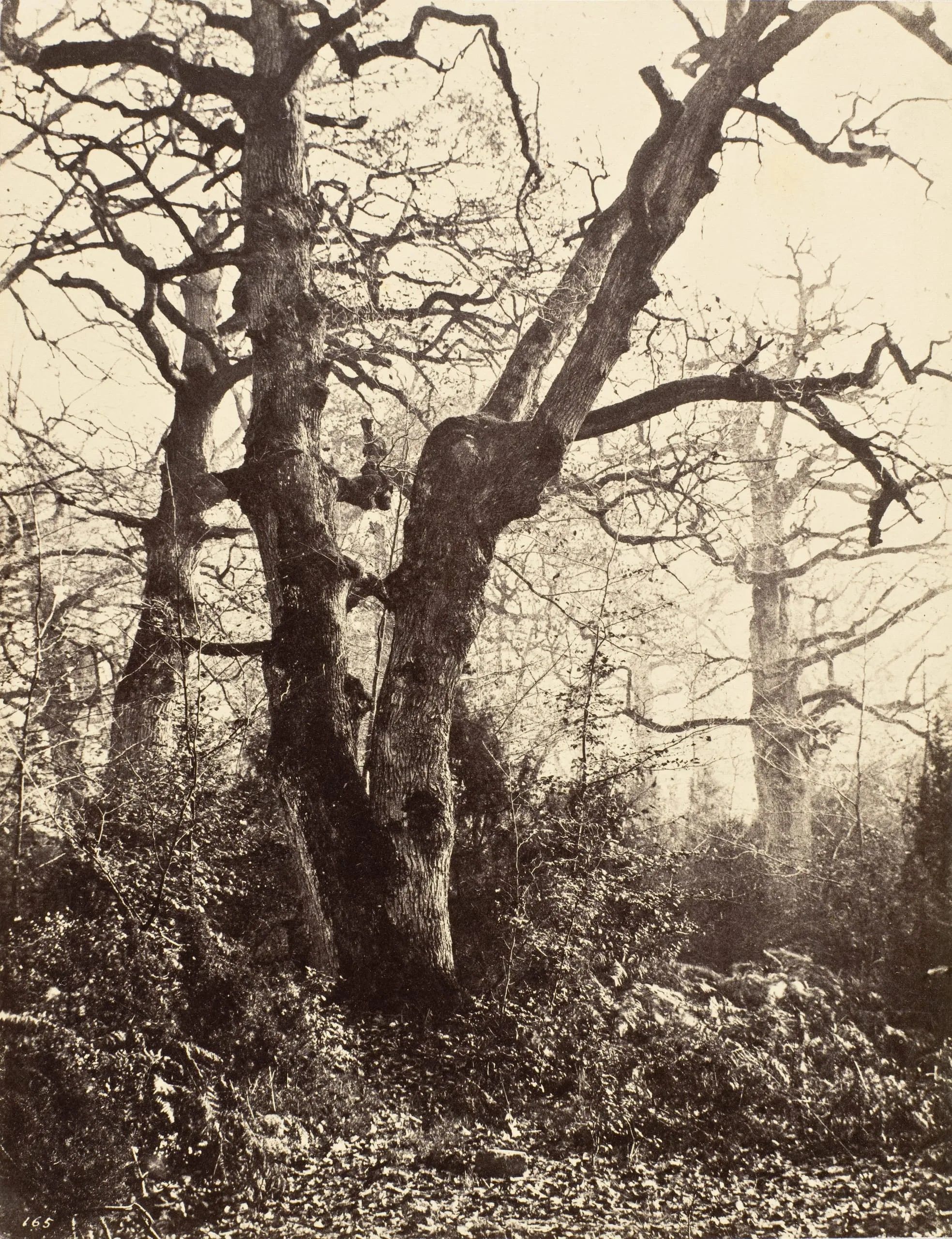 Près le Bodmer (Close to the Bodmer Oak)