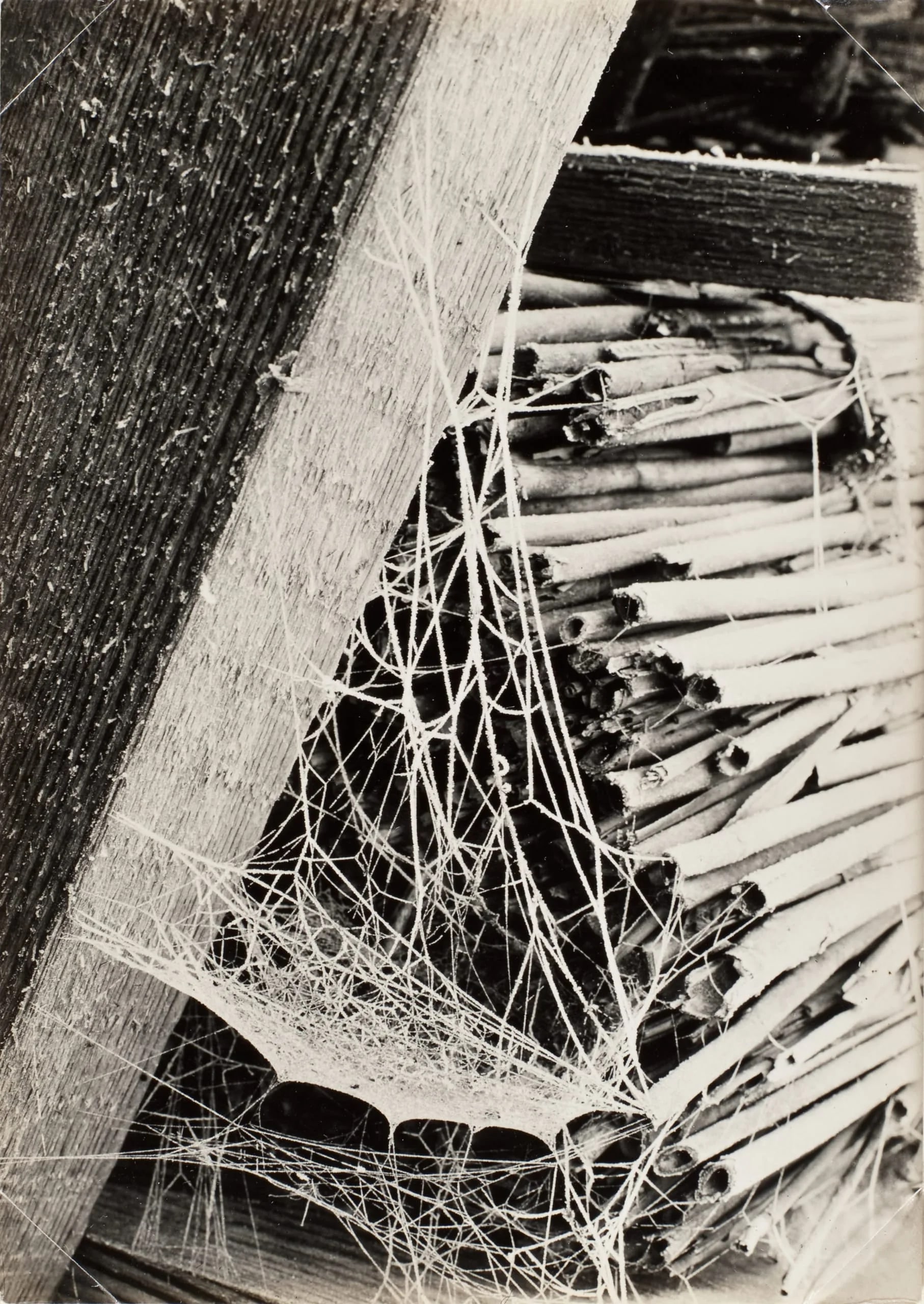 Spider Webs