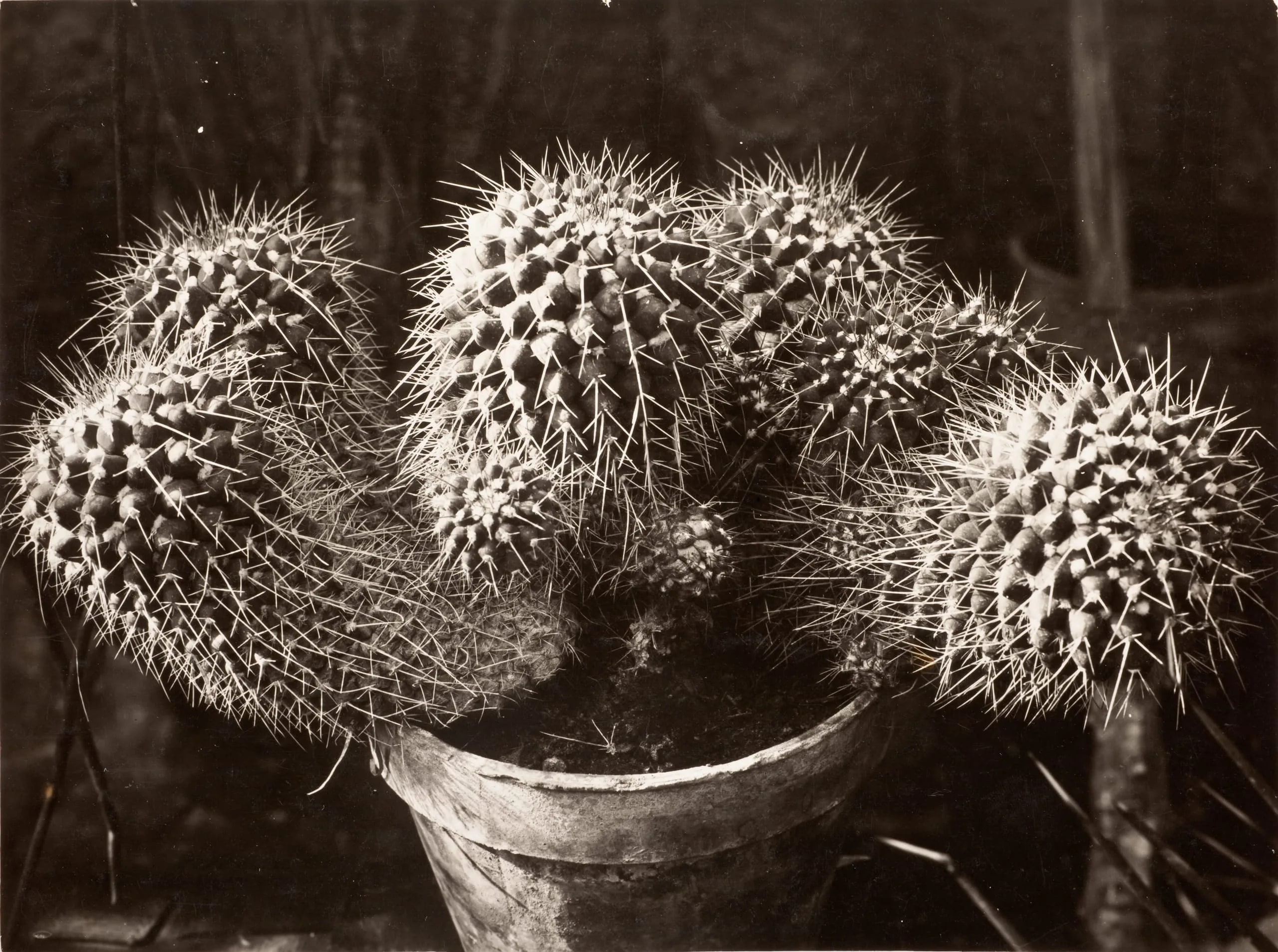 Cactus