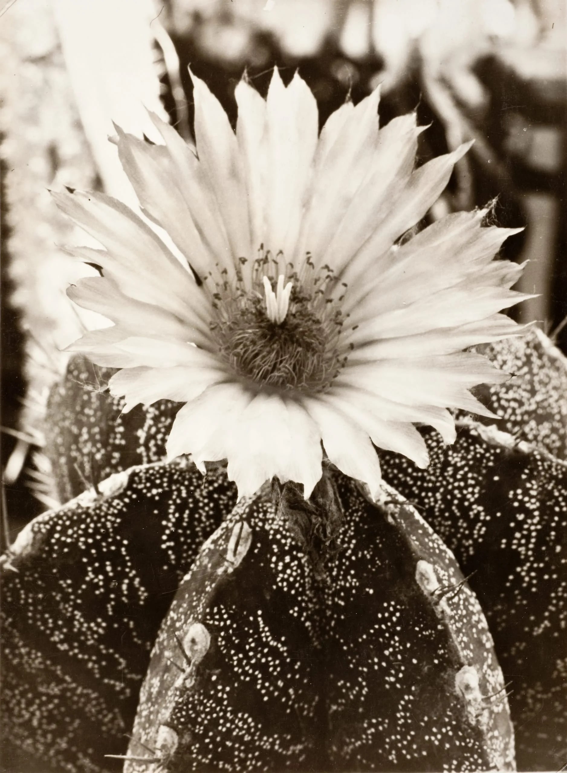 Flowering Cactus