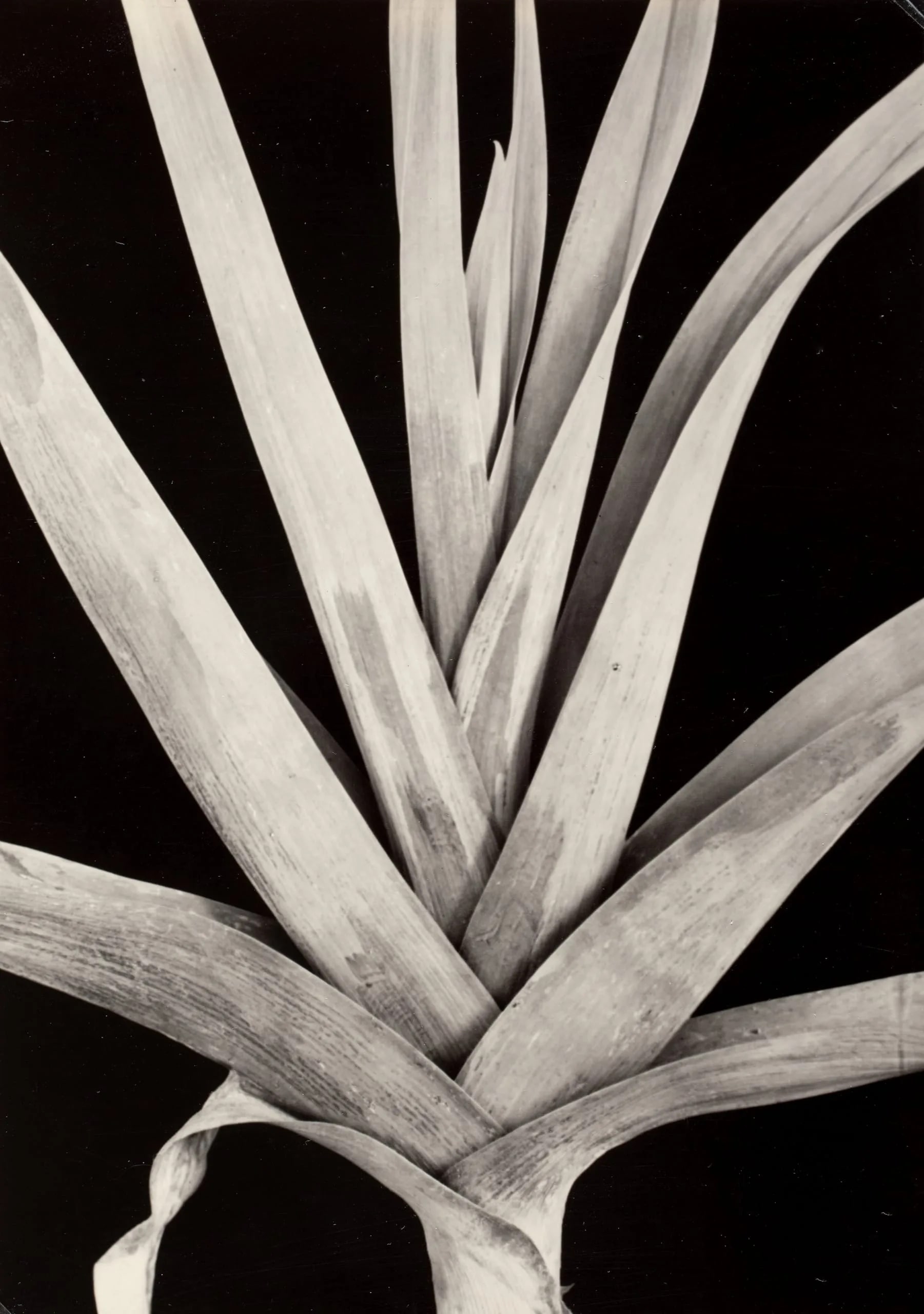 Plant Study