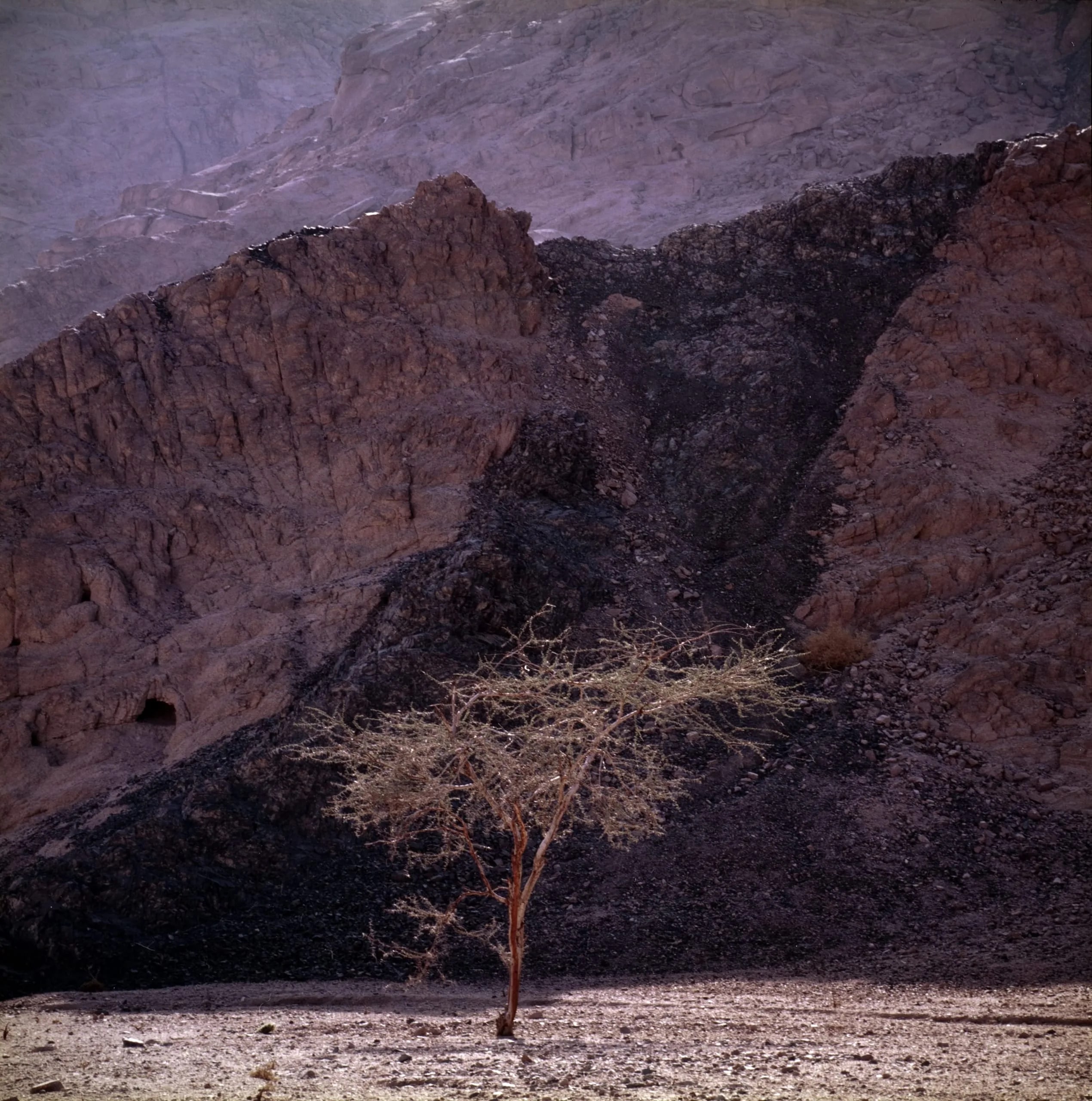 Acacia, Wadi, Sinai