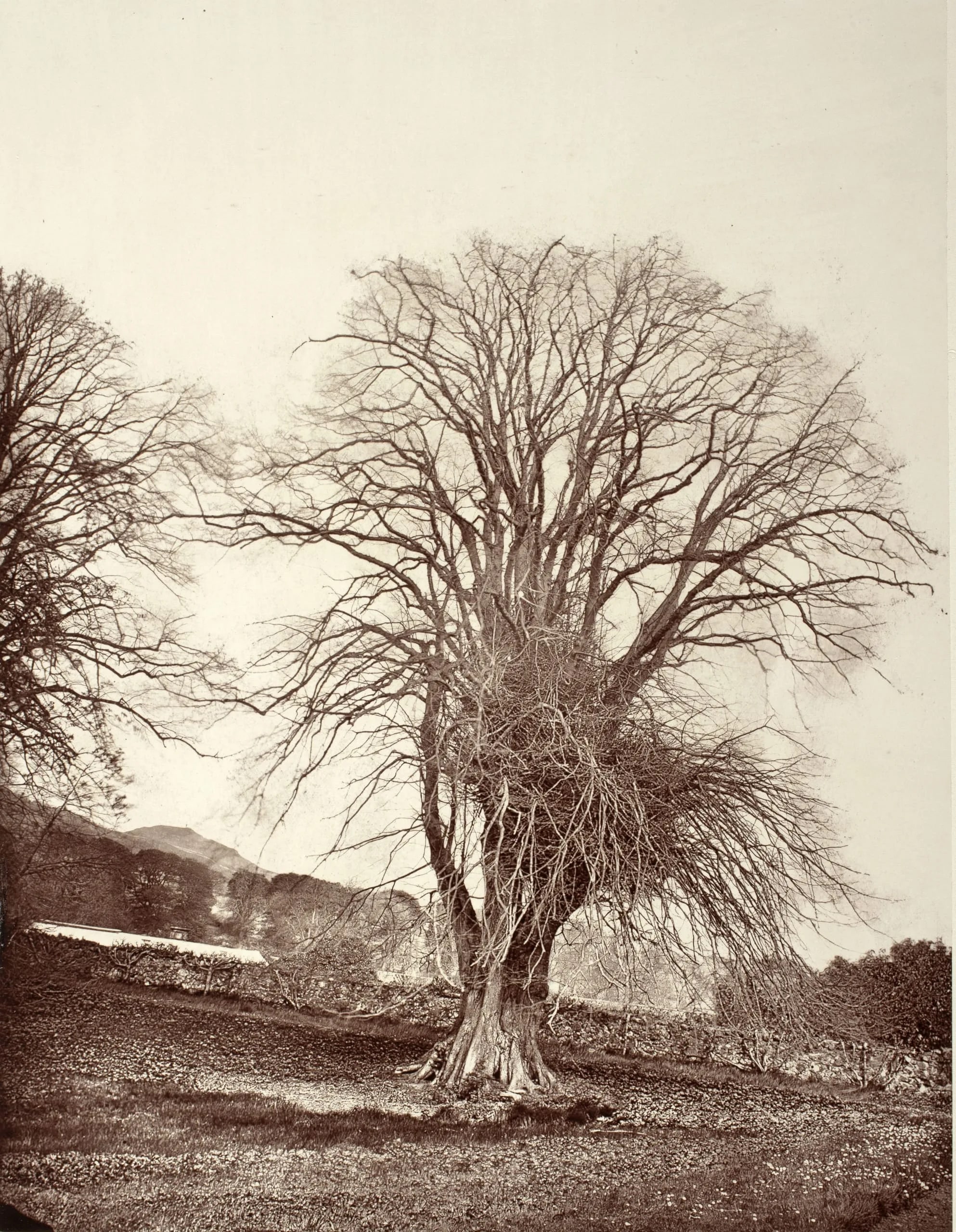 Lime In Orchard. Largo House