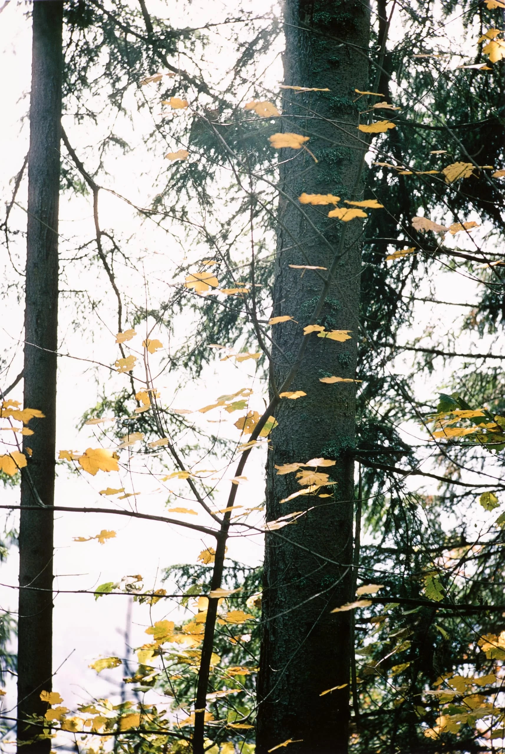 Untitled (Two Trees & Leaves)