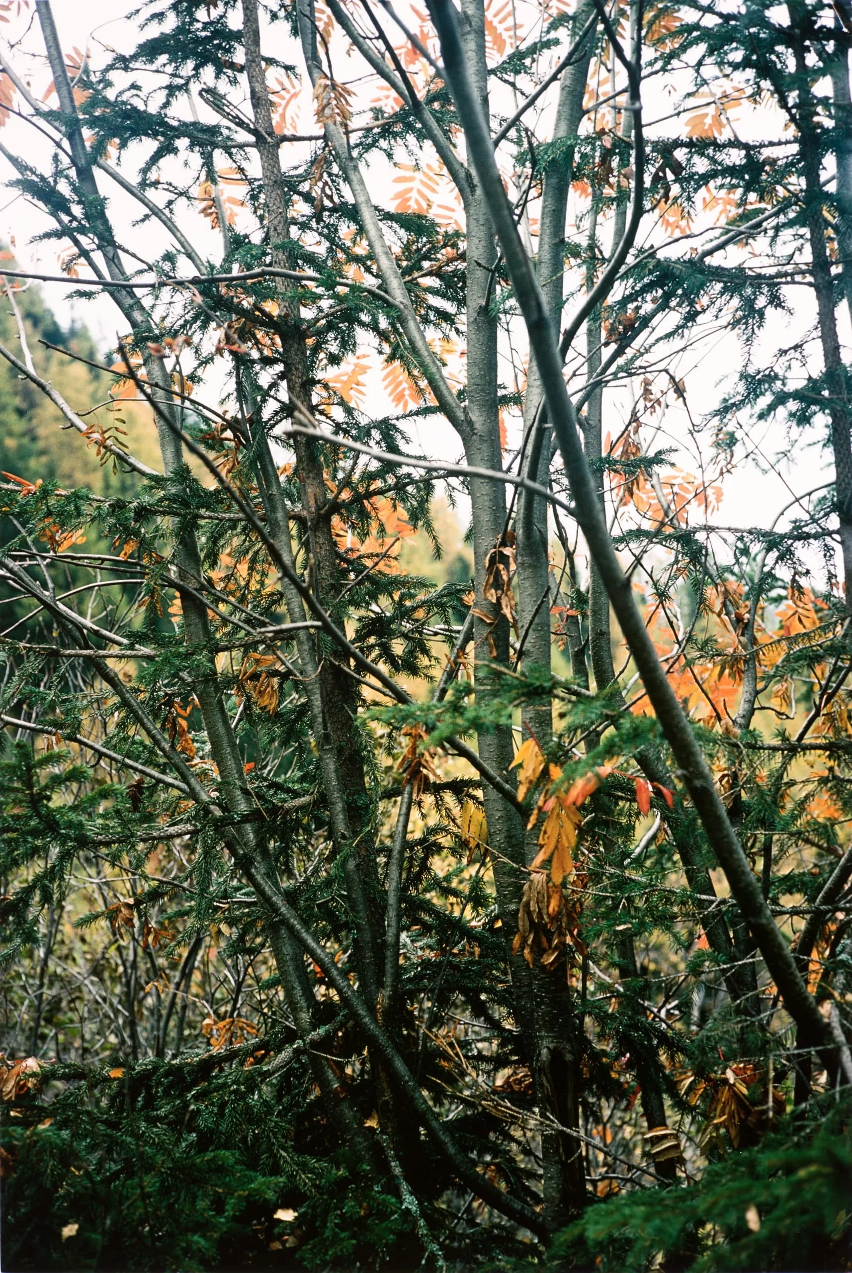 Untitled (Trees & Leaves, Fall)