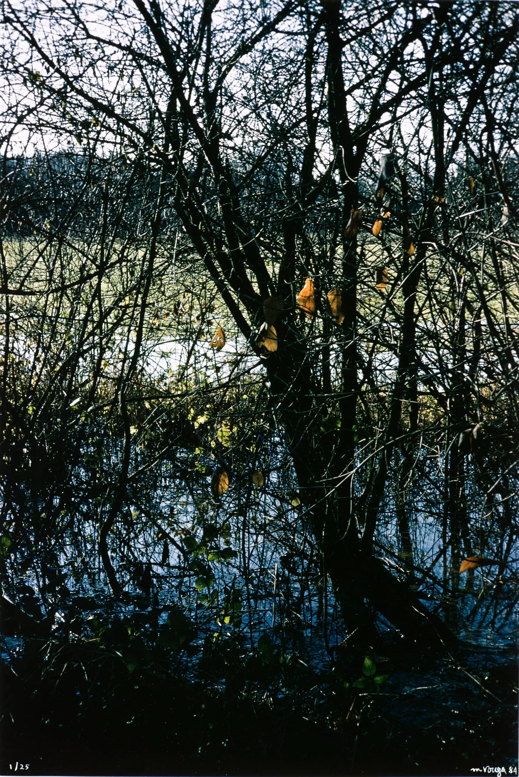Untitled (Trees In Fall, Stream)