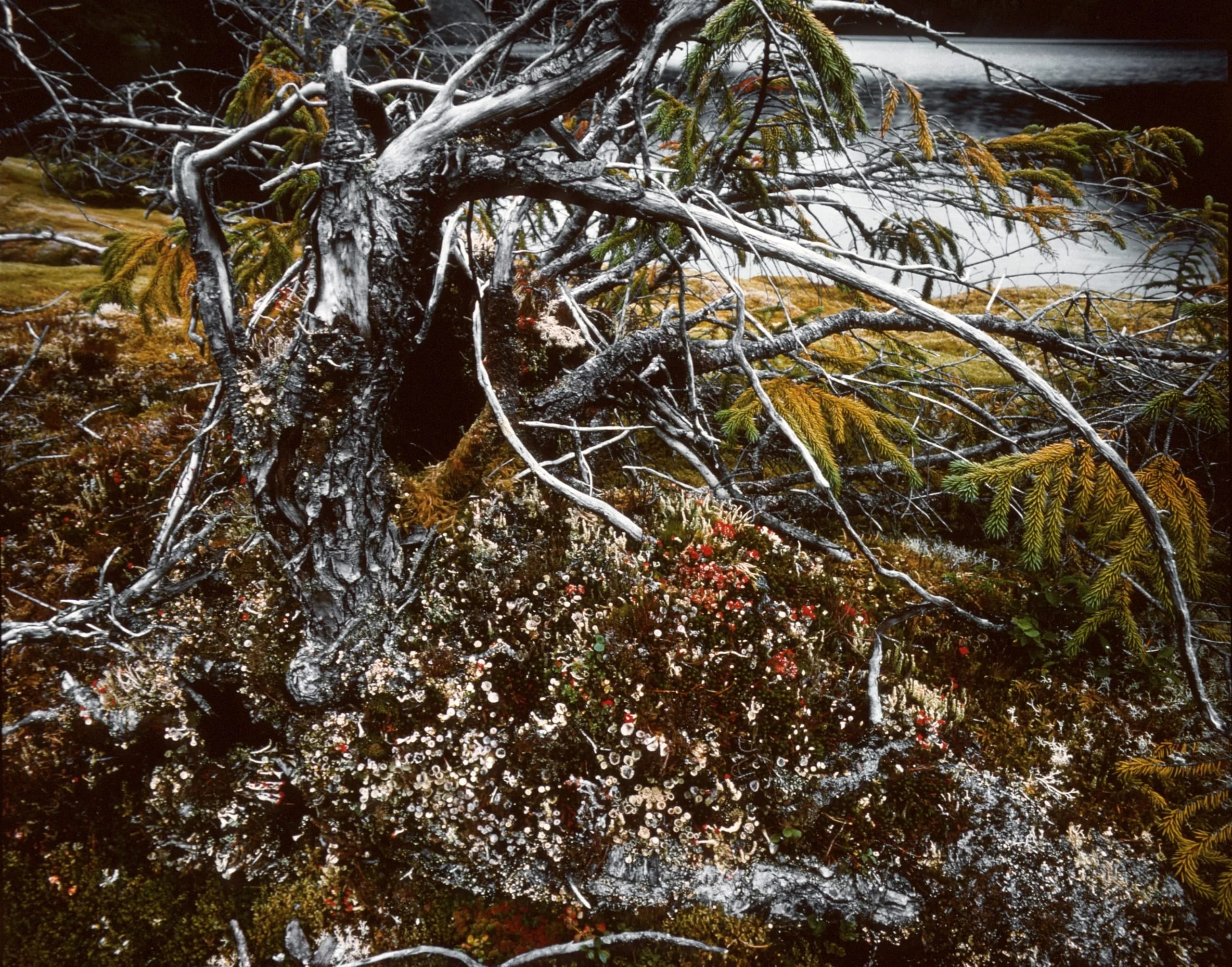 Lichen and moss on the shore of an Alpine Lake, Misty Fiords National Monument