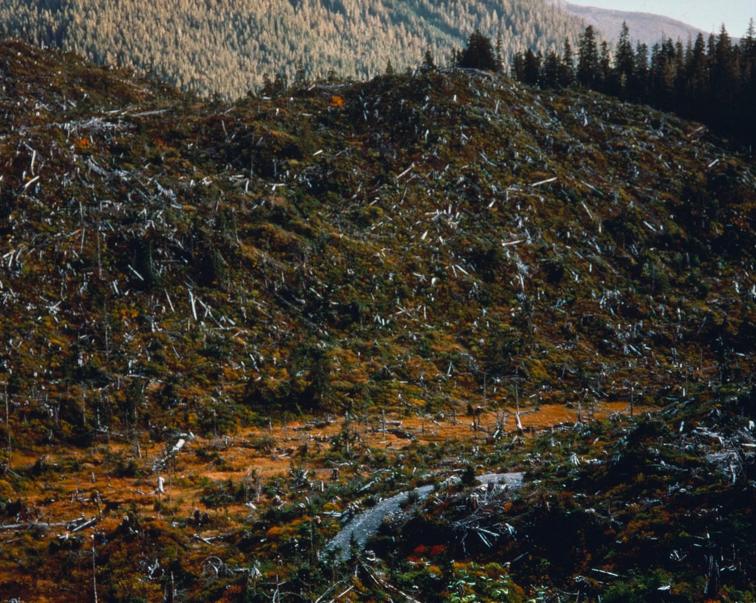 'I like the look of a clear-cut' - attributed to a Forest Supervisor at a public meeting