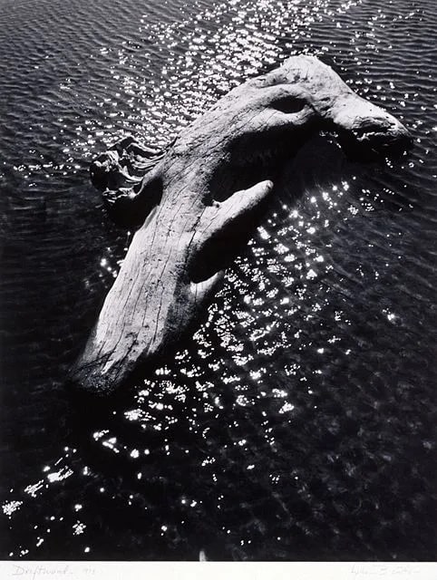 Driftwood