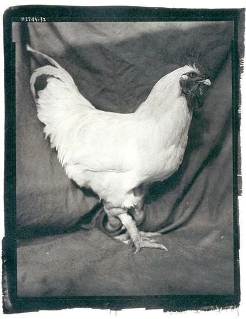 White Orpington Chicken