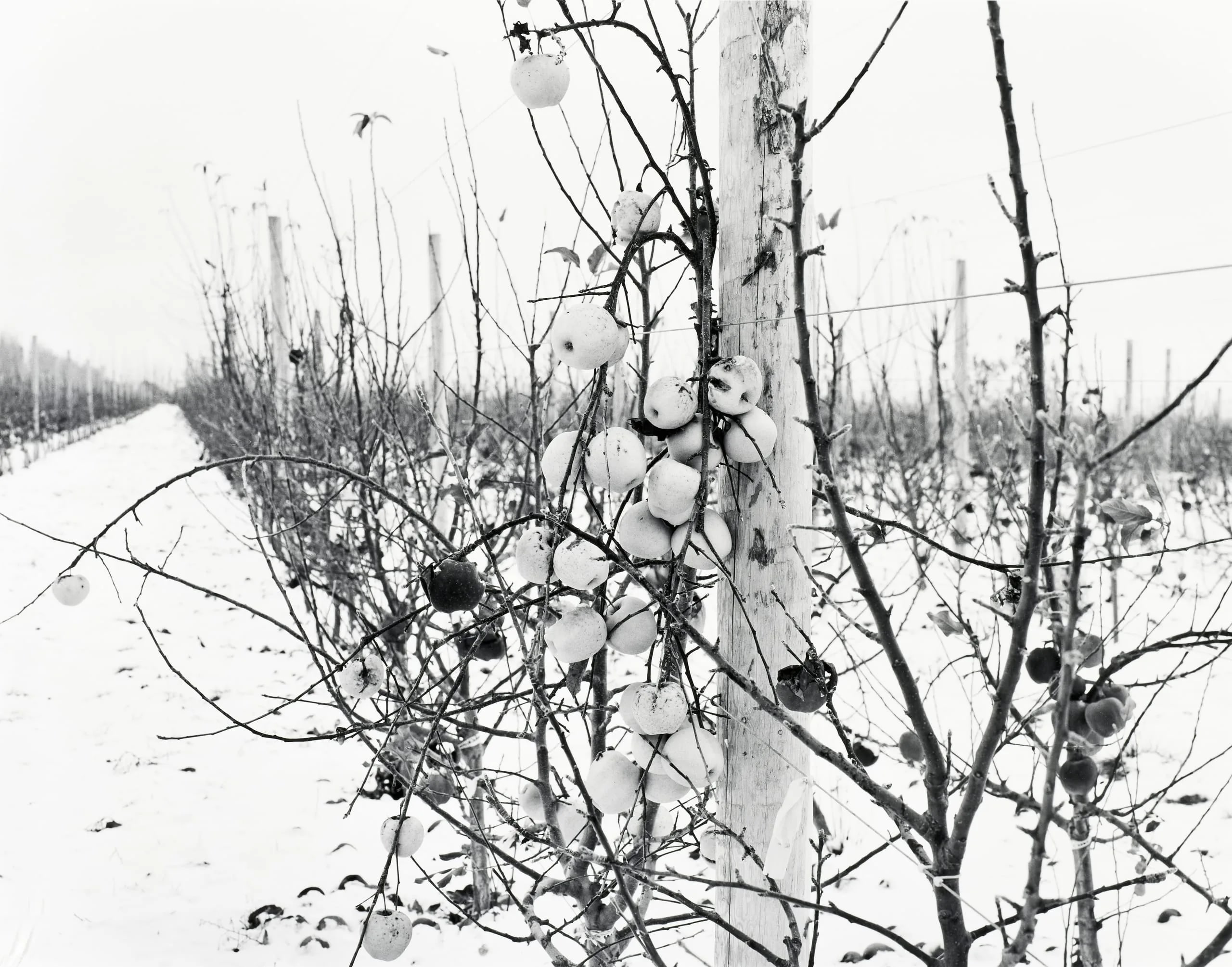 Golden Delicious, December