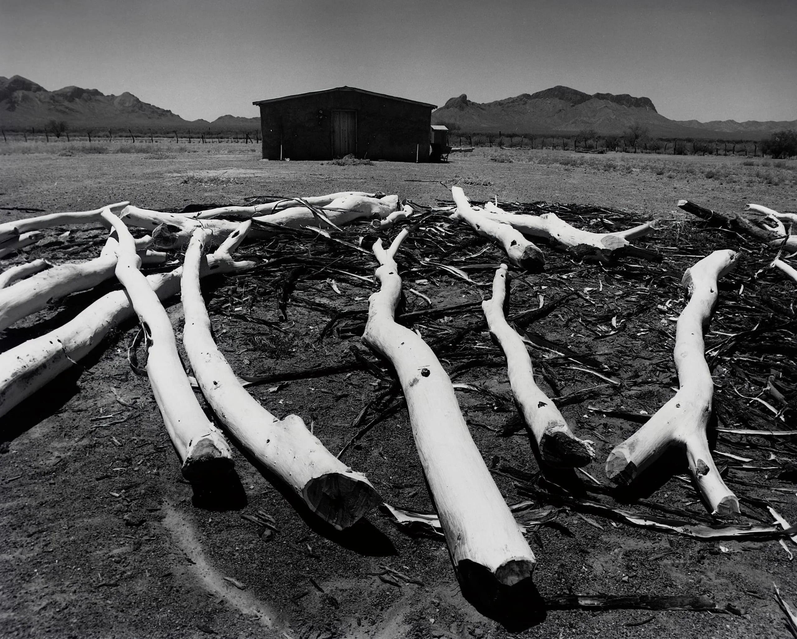 Cut Palo Verde Logs, Papago Reservation