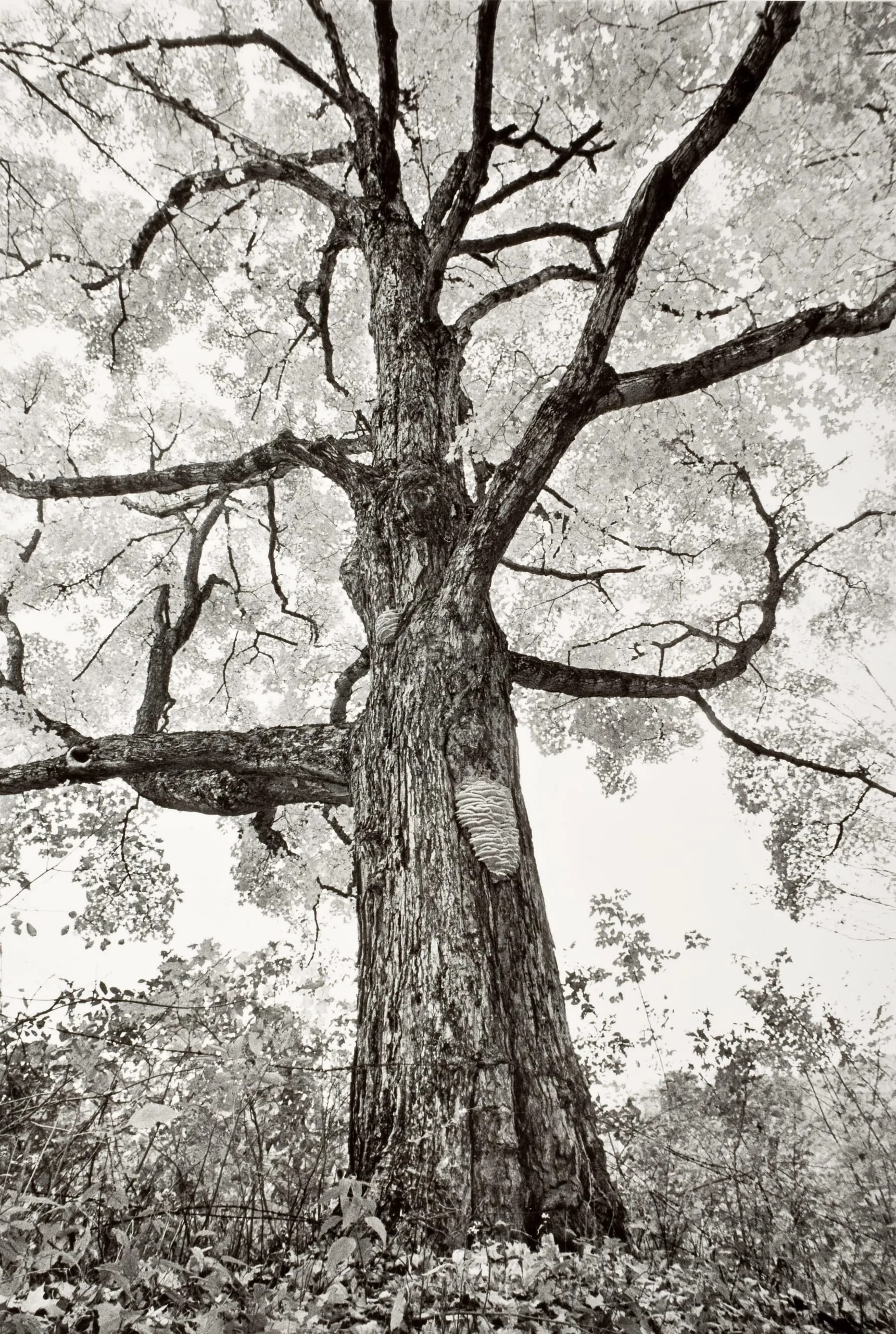 Sugar Maple, '77