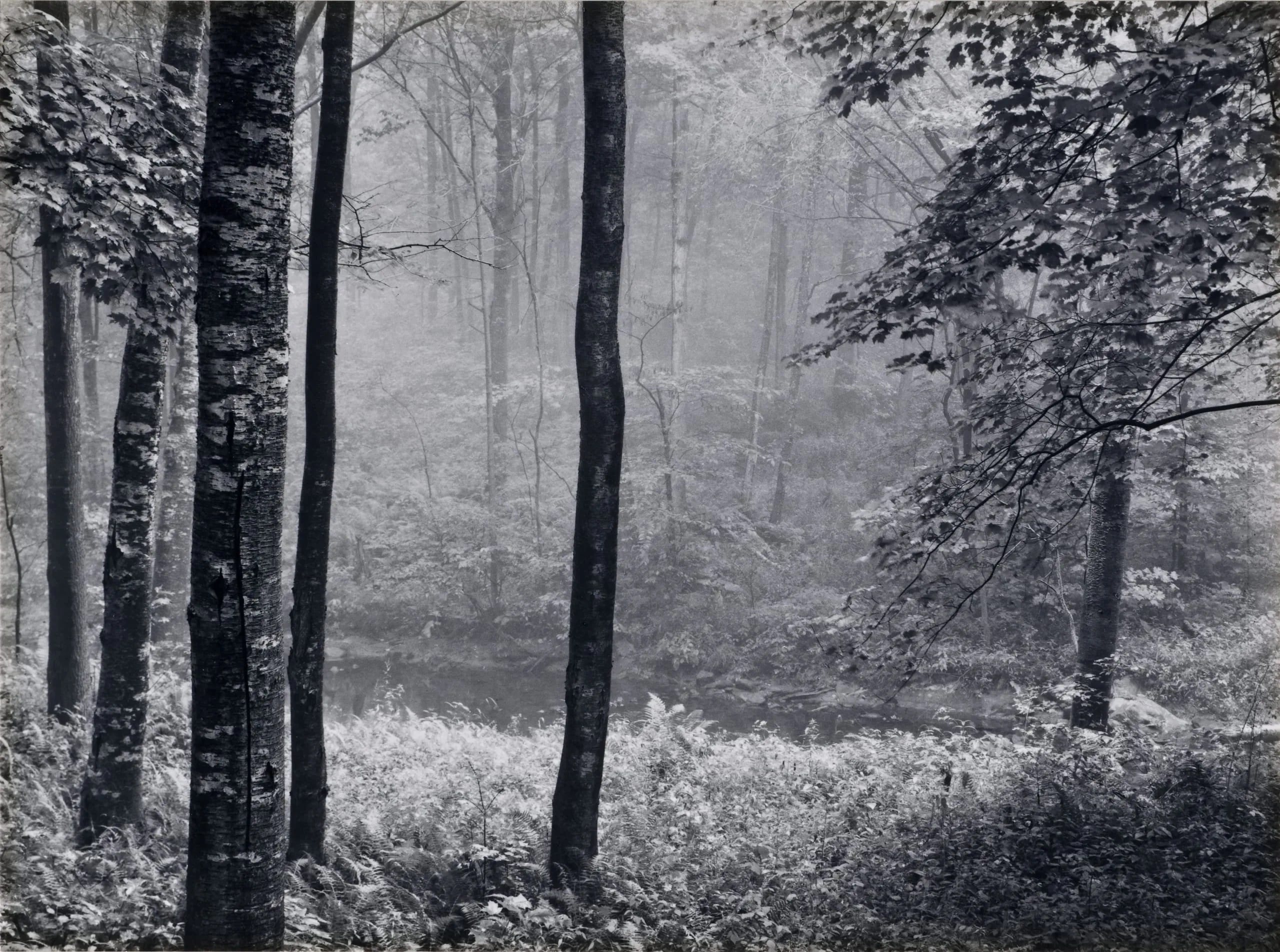 Redding Woods, Connecticut, 1969