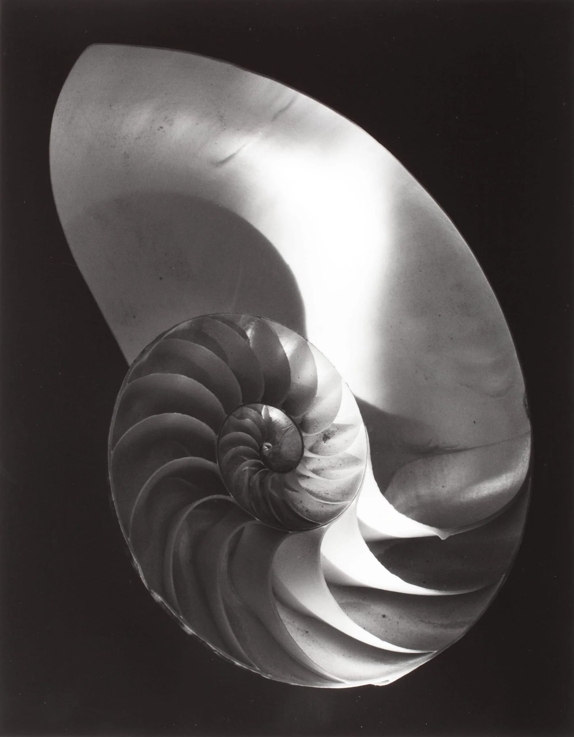 Nautilus Shell, Ipswich, Mass., 1958
