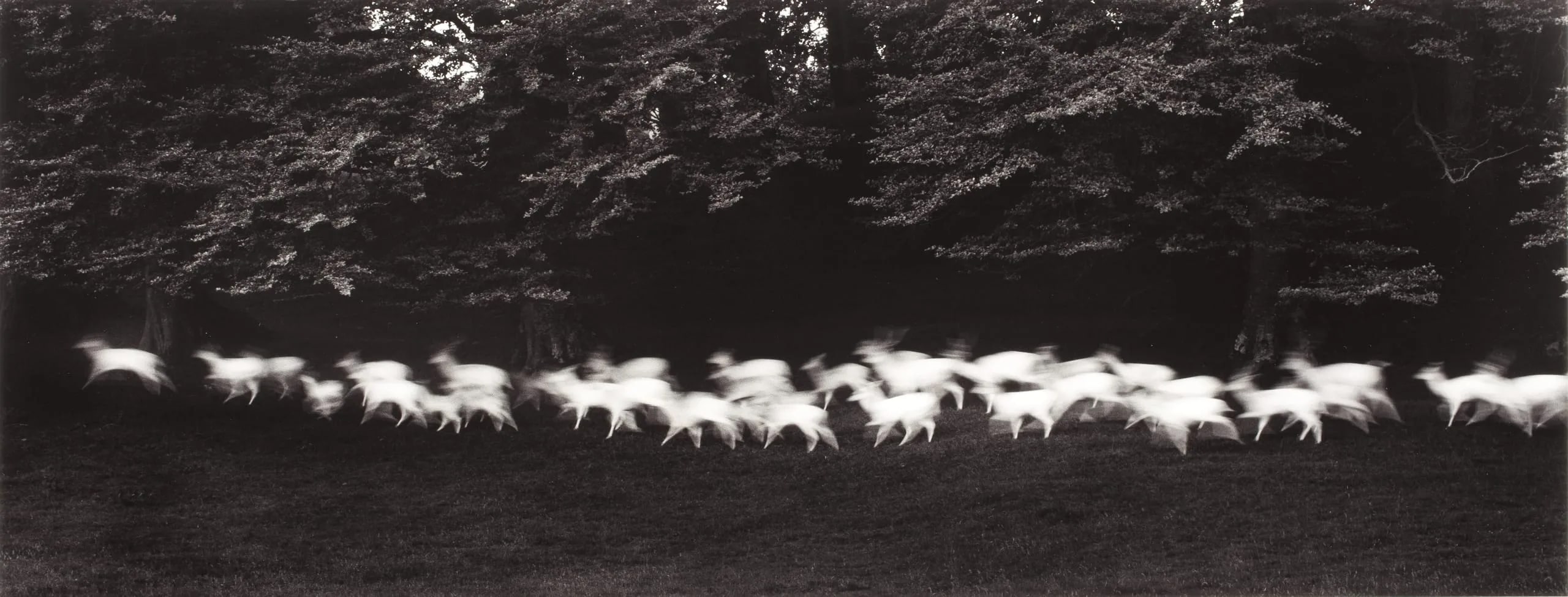 Running Deer