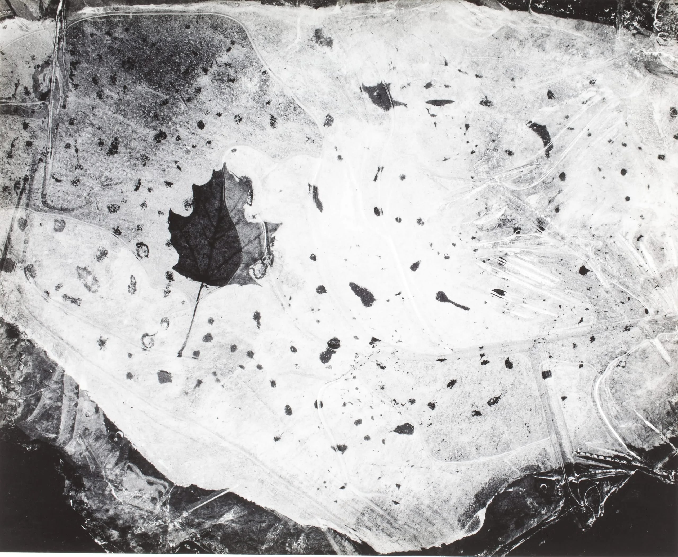 Leaf In Ice, Nahant, Mass., 1958