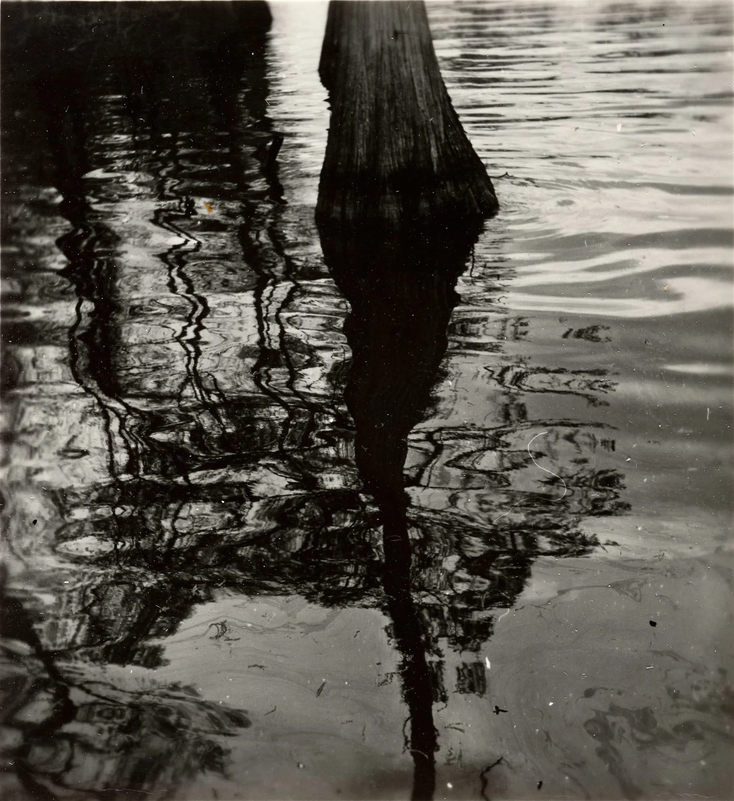 Reflections, Trees