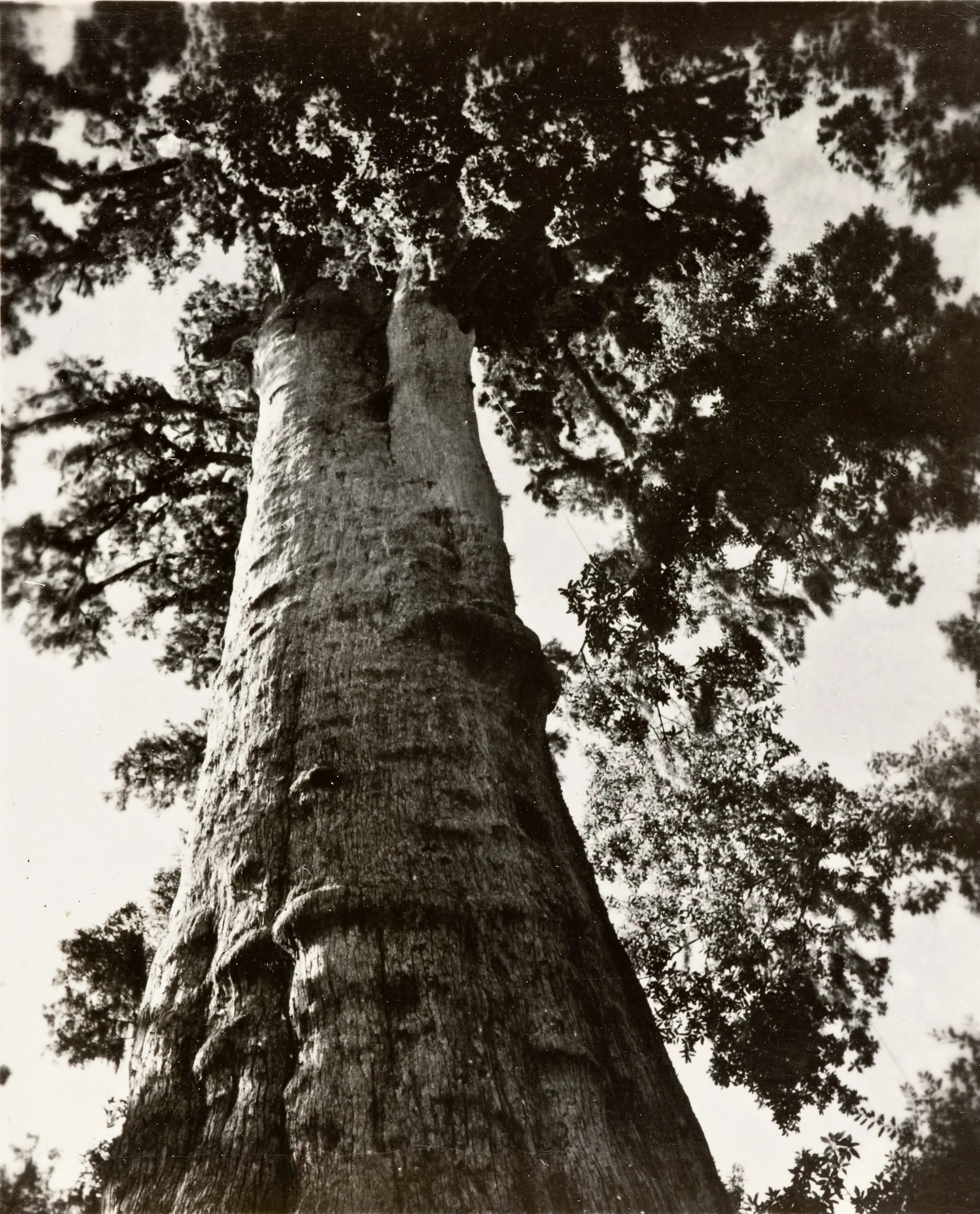 (Tree Trunk) Big Tree, Florida