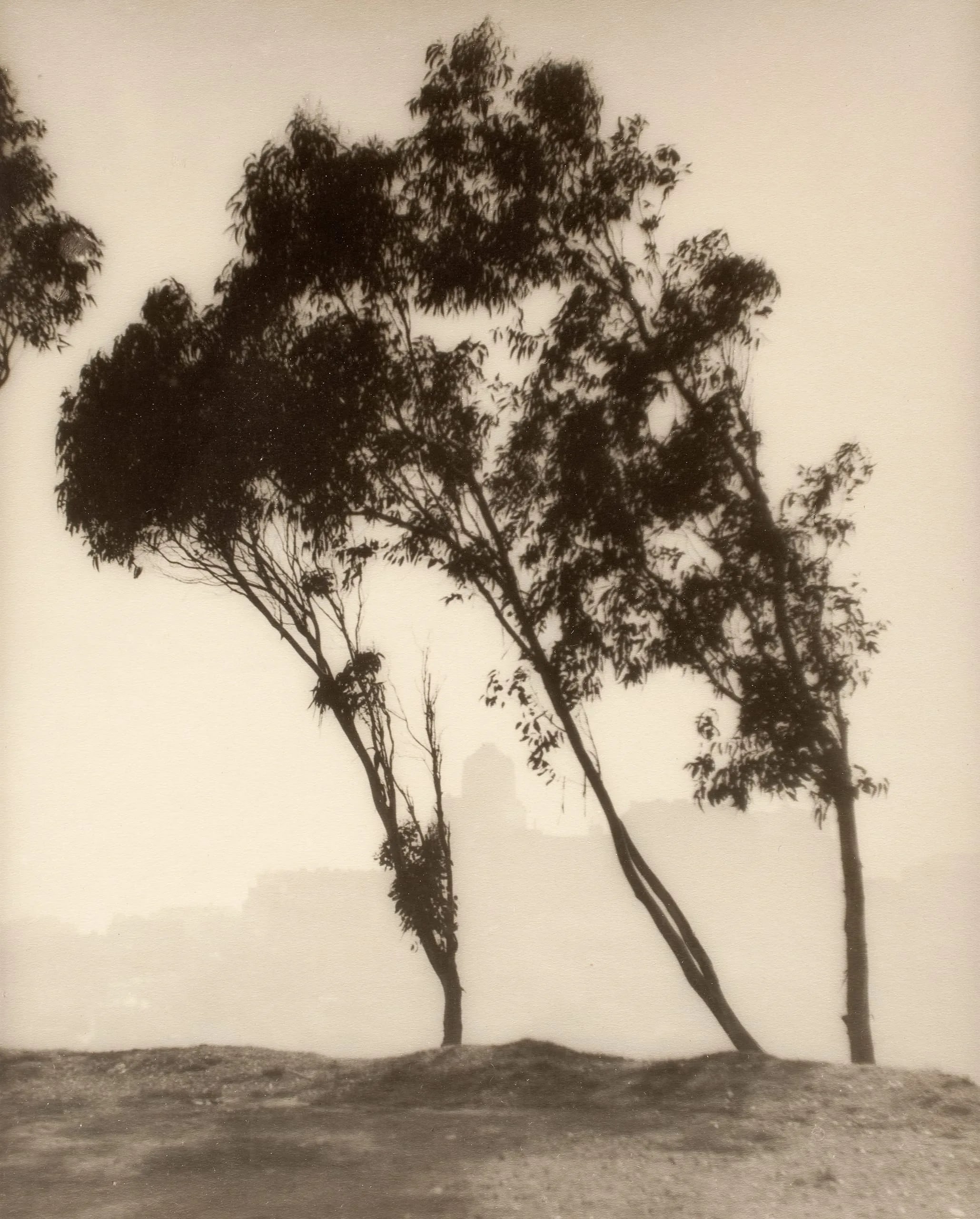 Trees With City In The Background