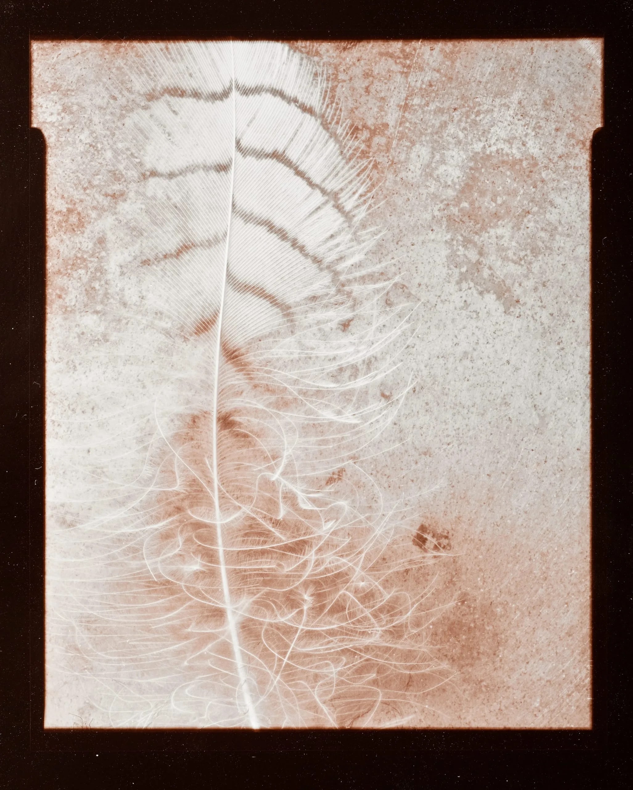 Feather